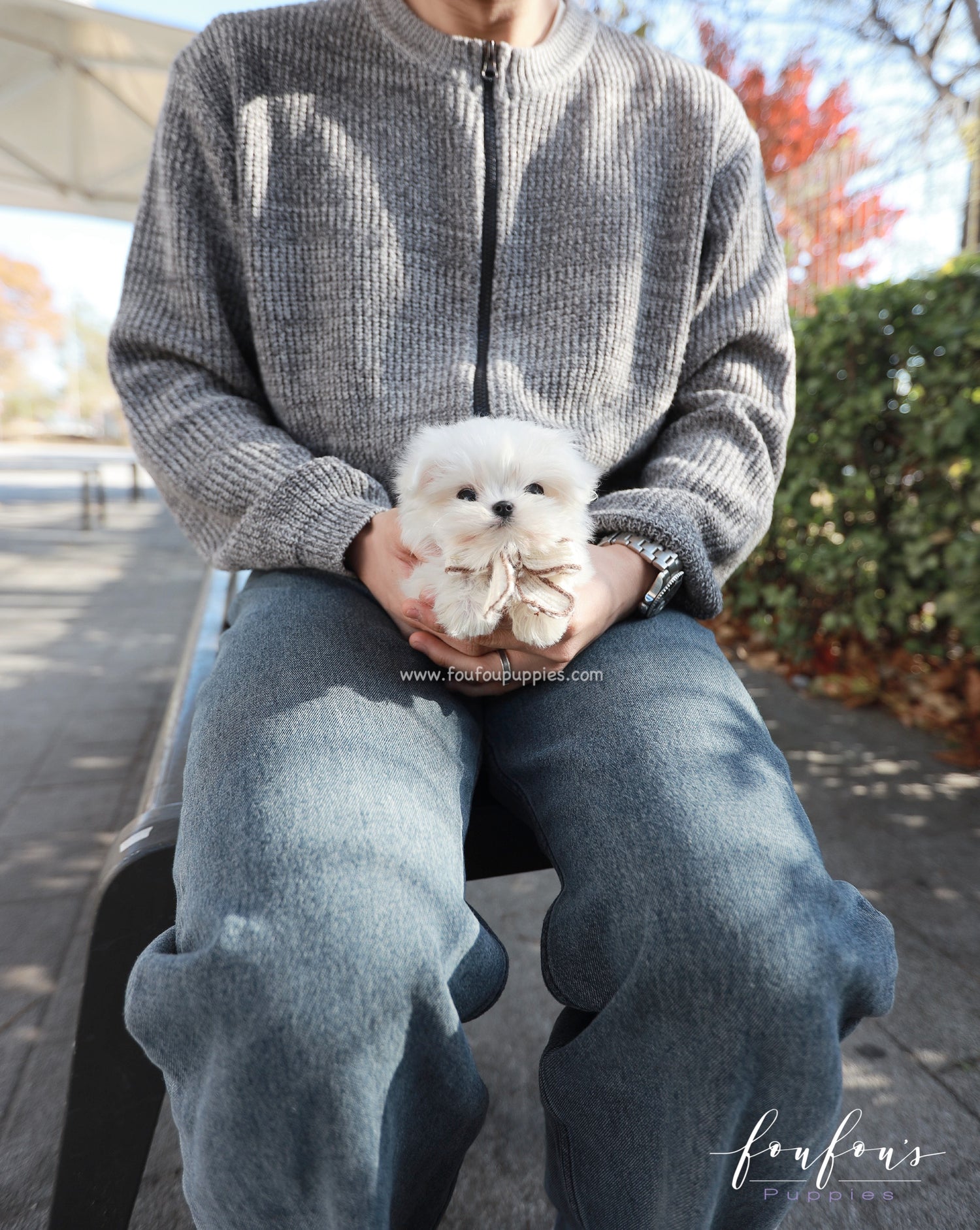 Zeus - Maltese M.