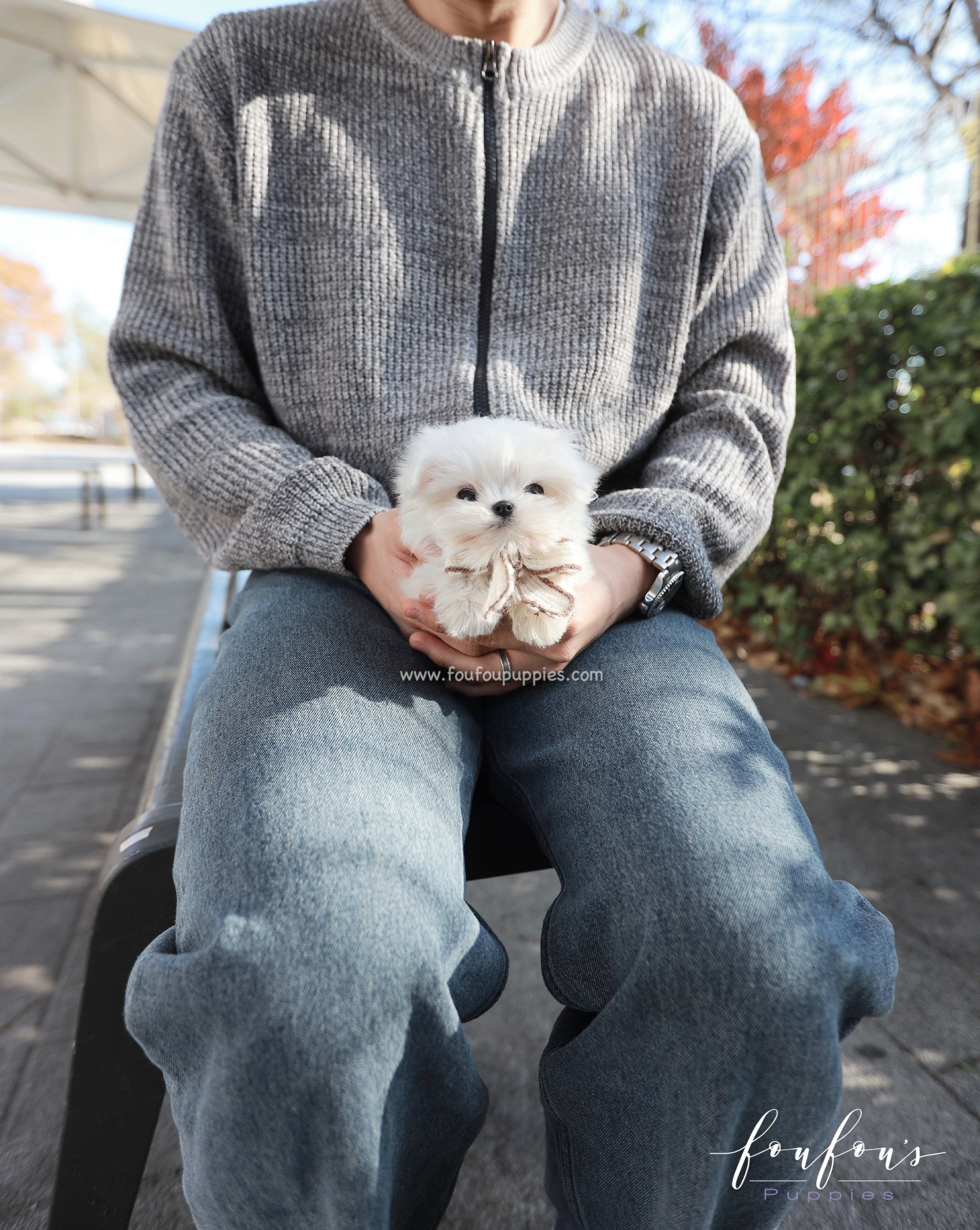 Zeus - Maltese M.