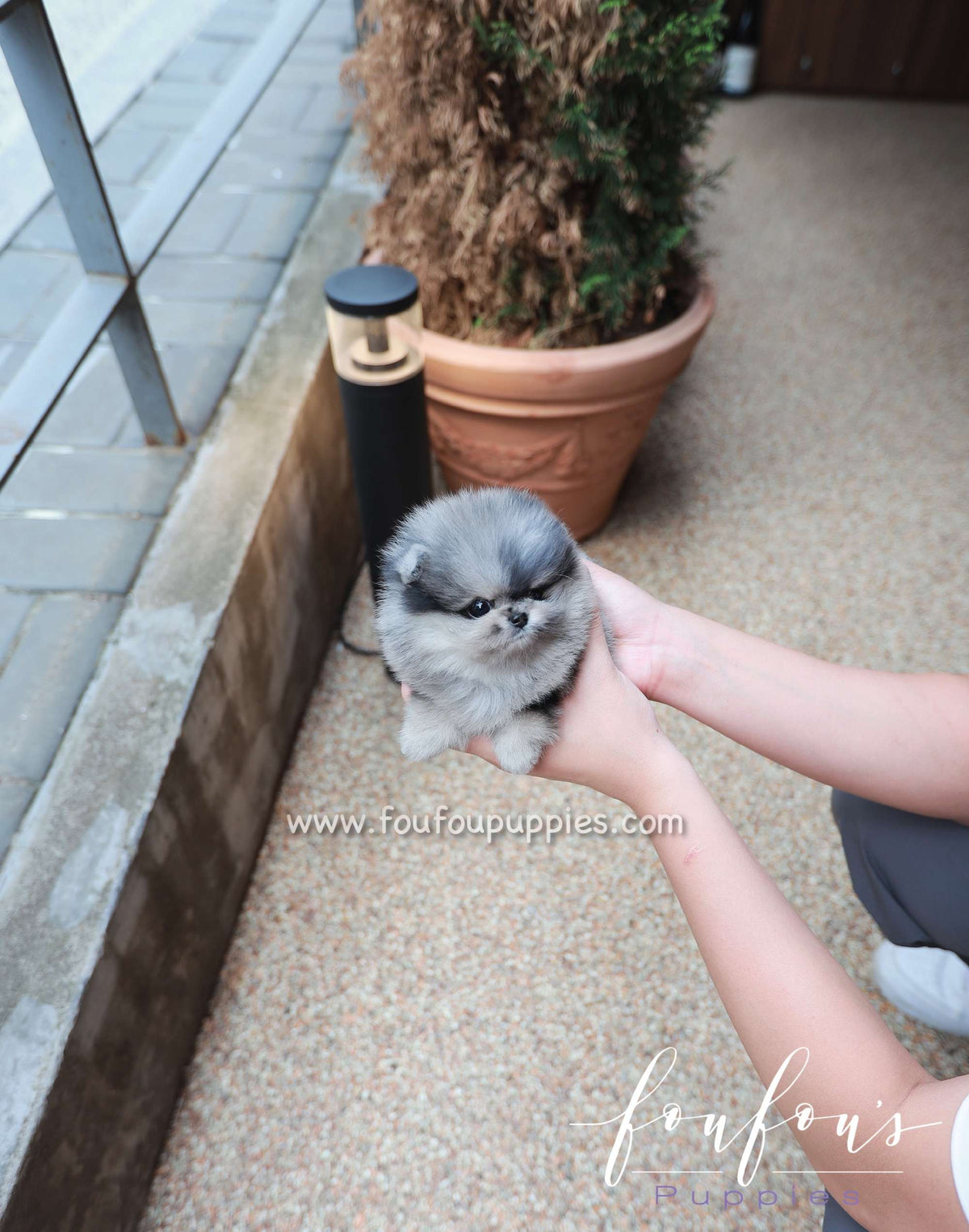 Celestia - Pomeranian F.