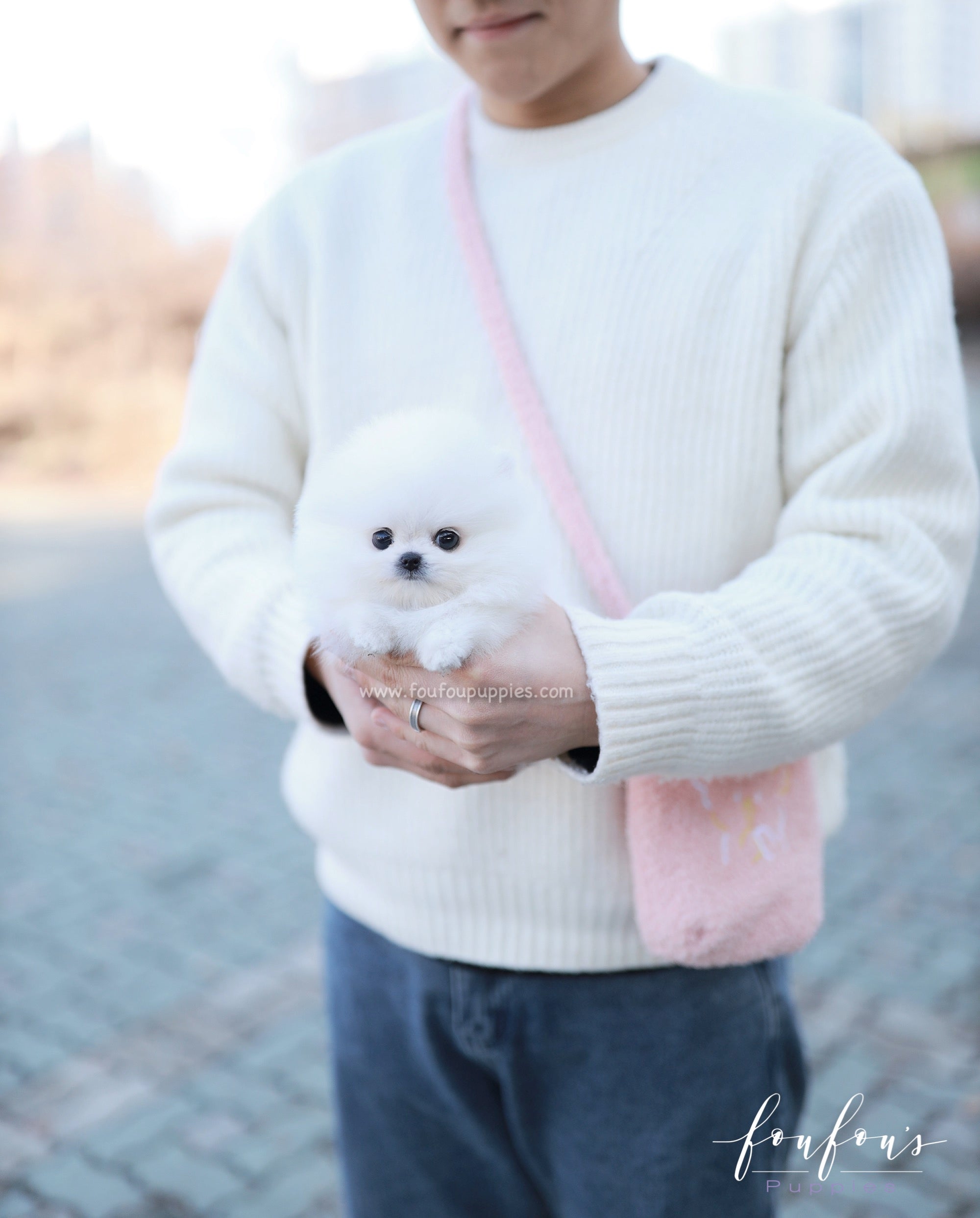 Gia - Pomeranian F