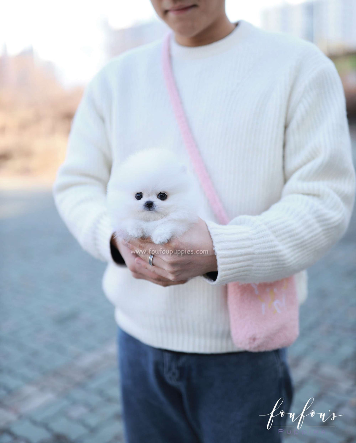 Gia - Pomeranian F