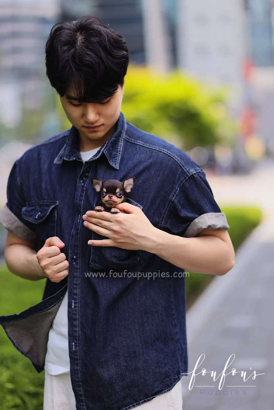 Choco - Chihuahua f.