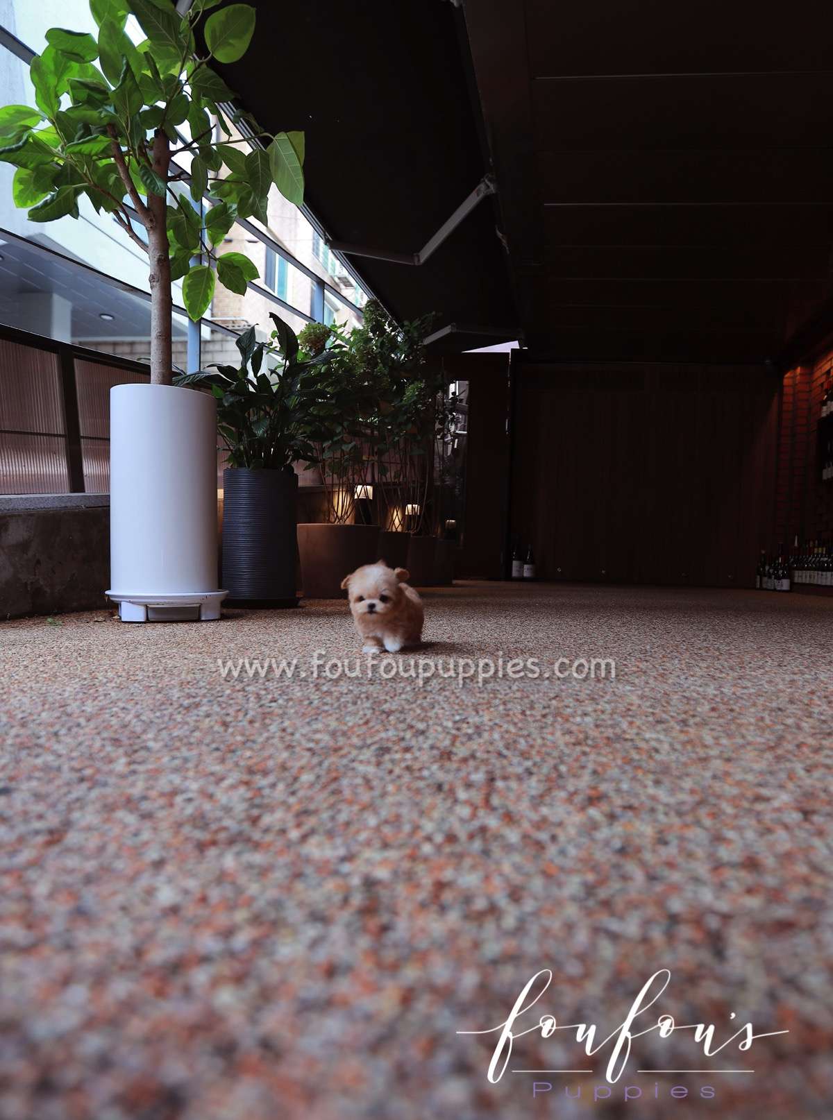 Gotti - Maltipoo M.
