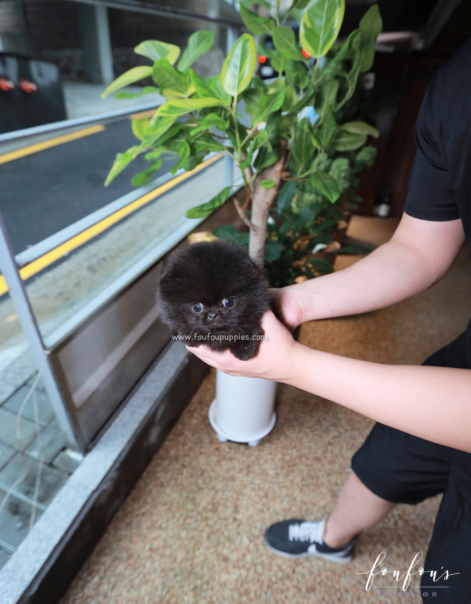 Matix - Pomeranian M.