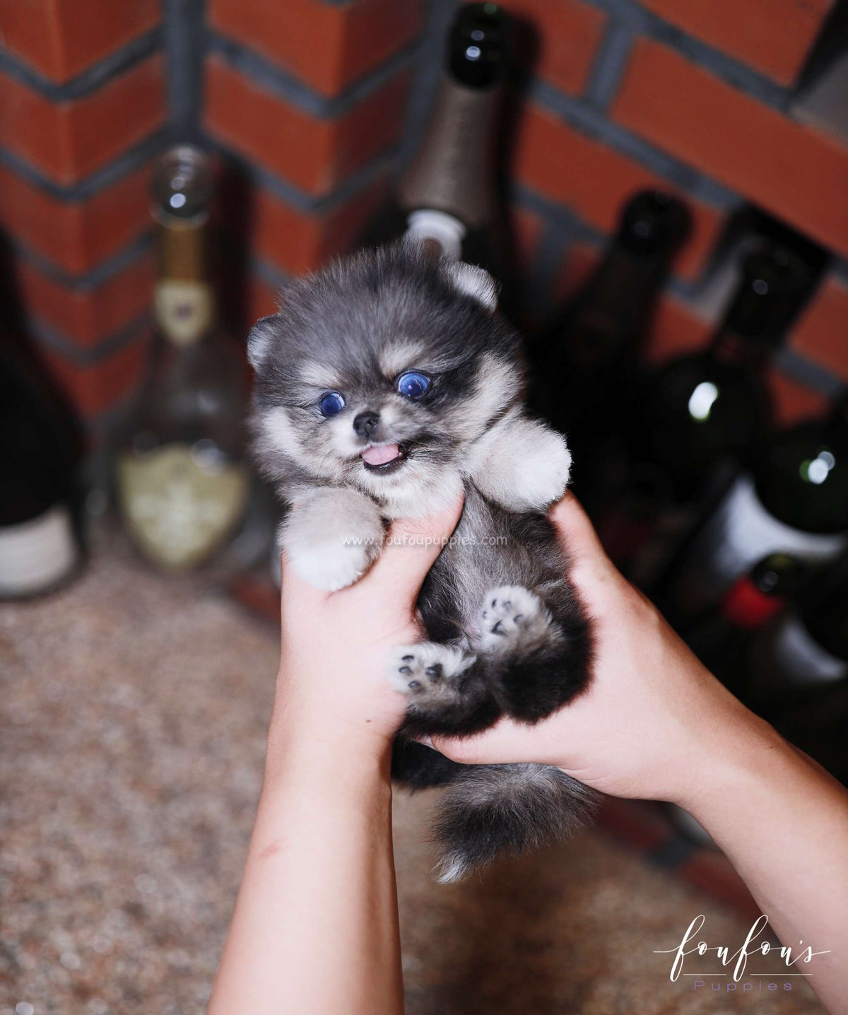 Chance - Pomeranian M.