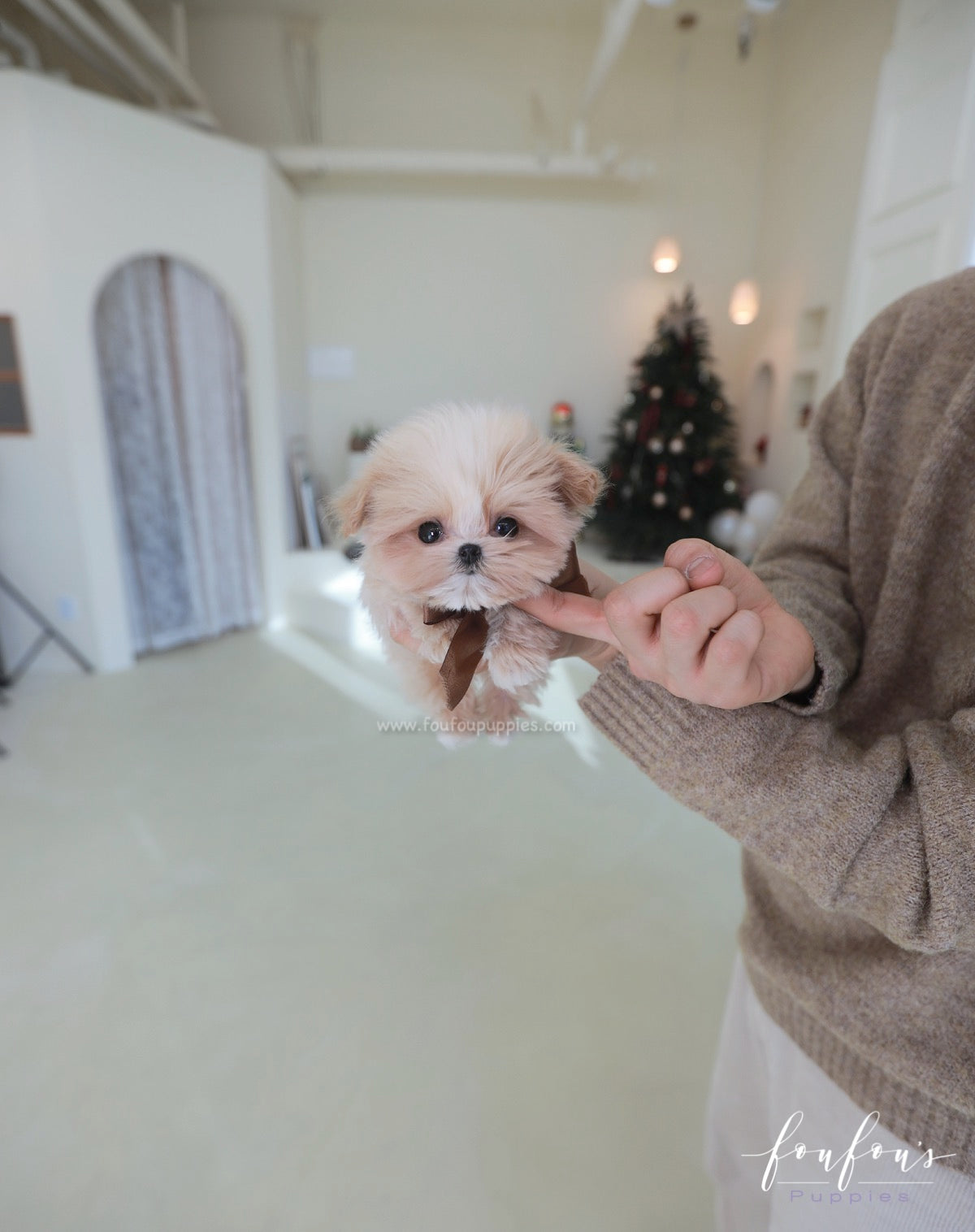 Crème Brulée - Maltipoo F.