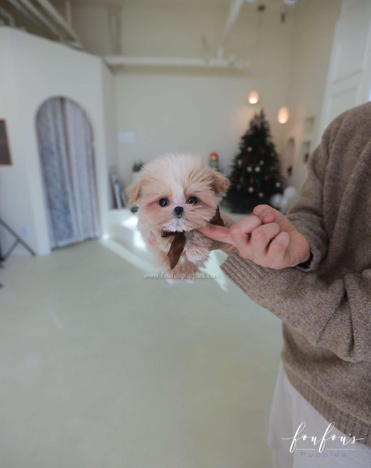 Crème Brulée - Maltipoo F.