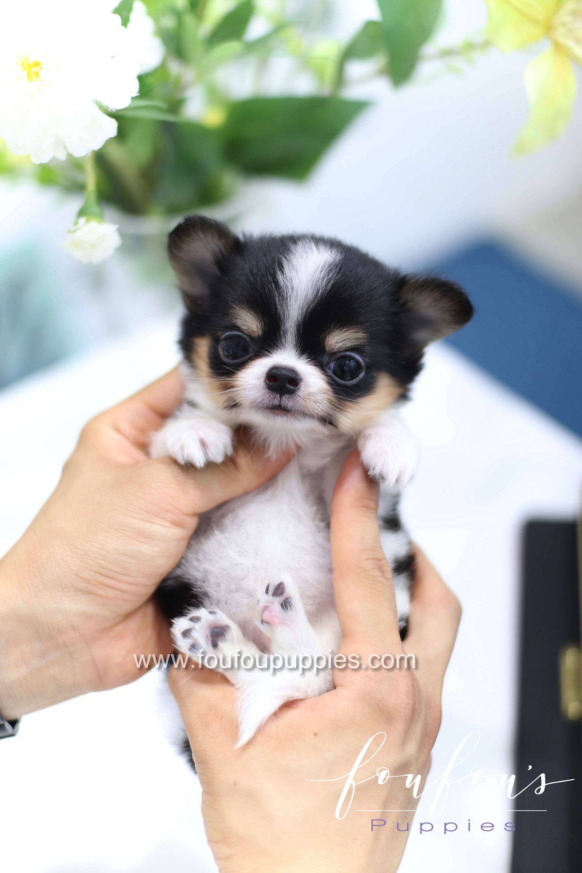 Pablo - Chihuahua M.