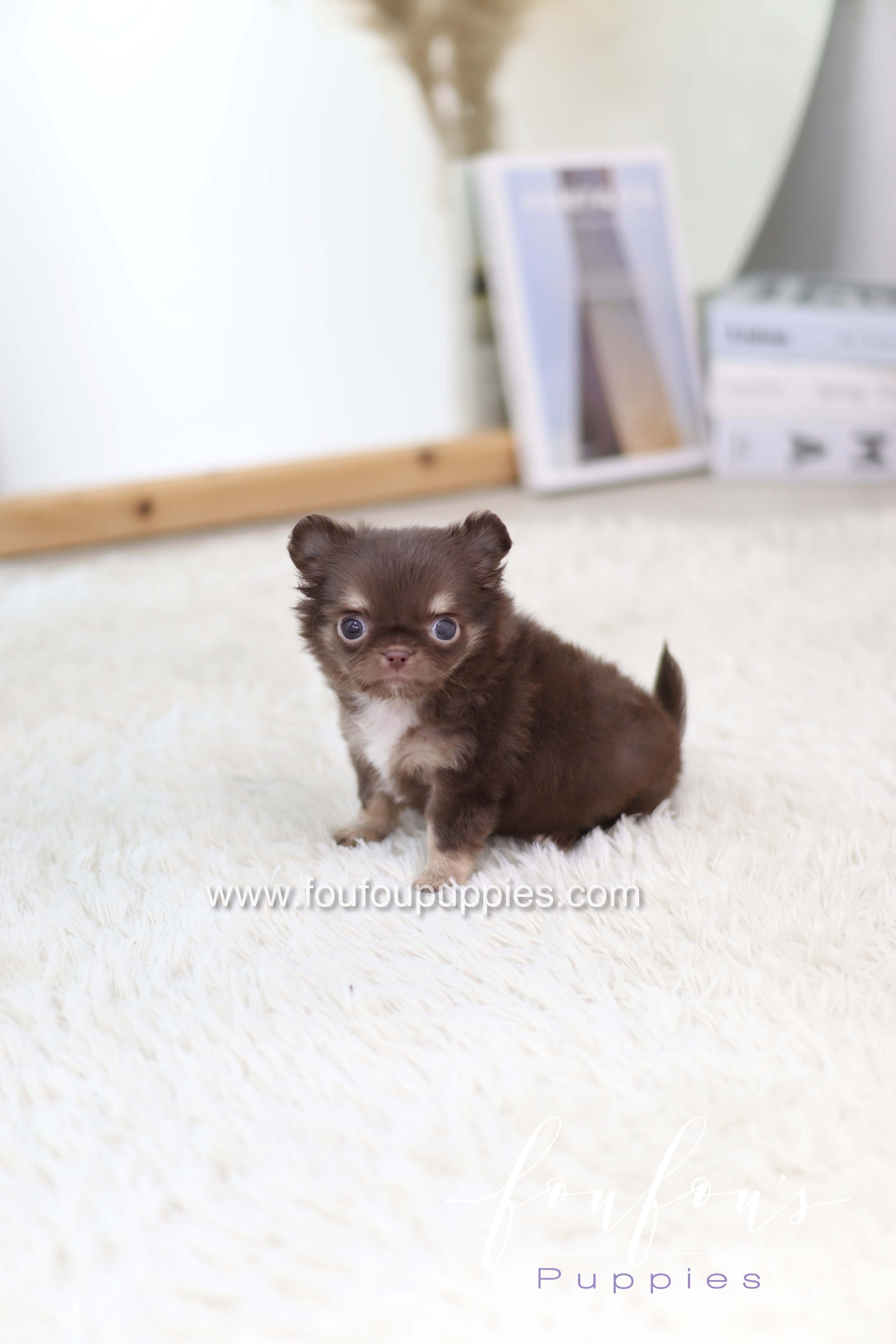 Mocha - Chihuahua F.