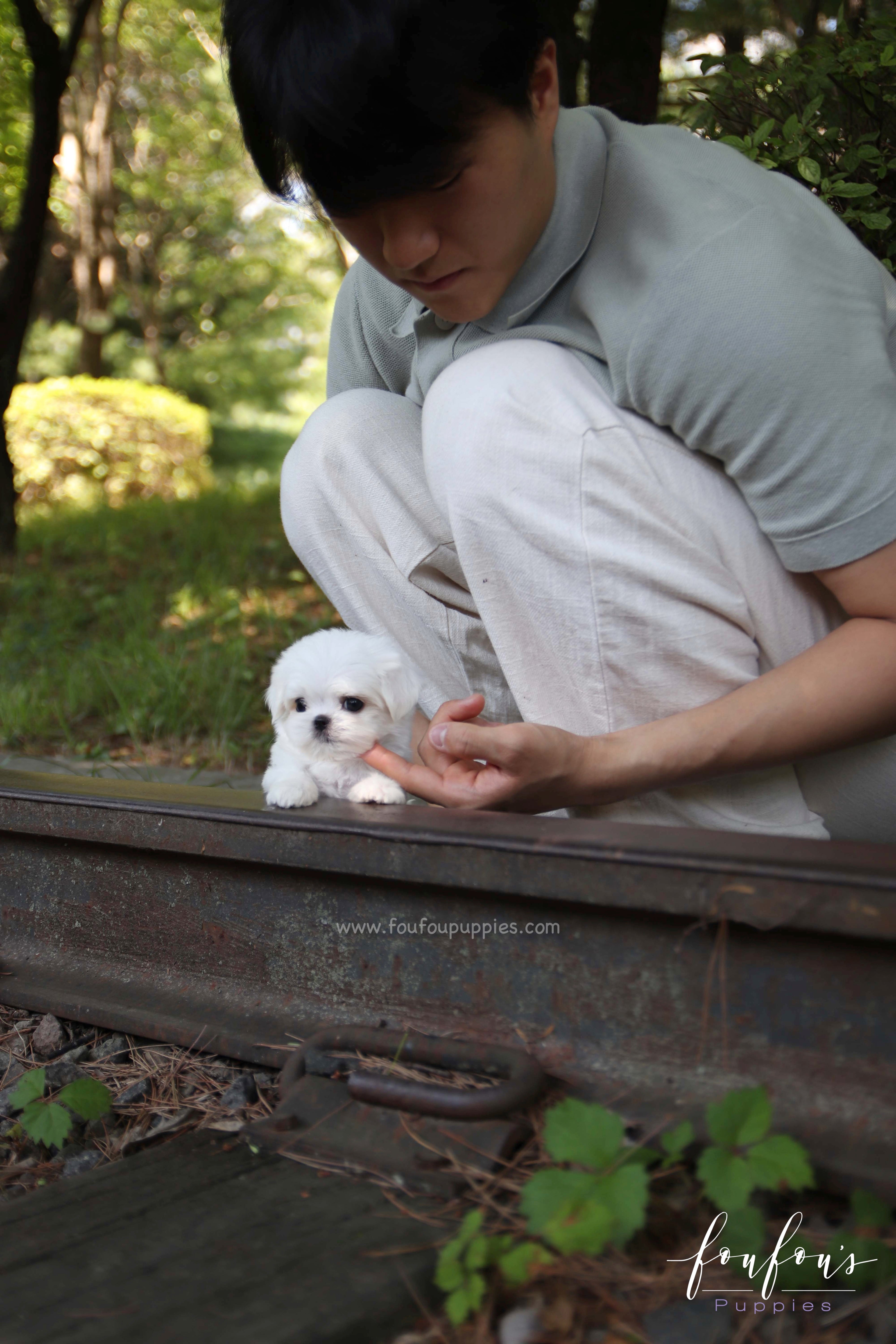 BonBon - Maltese M.