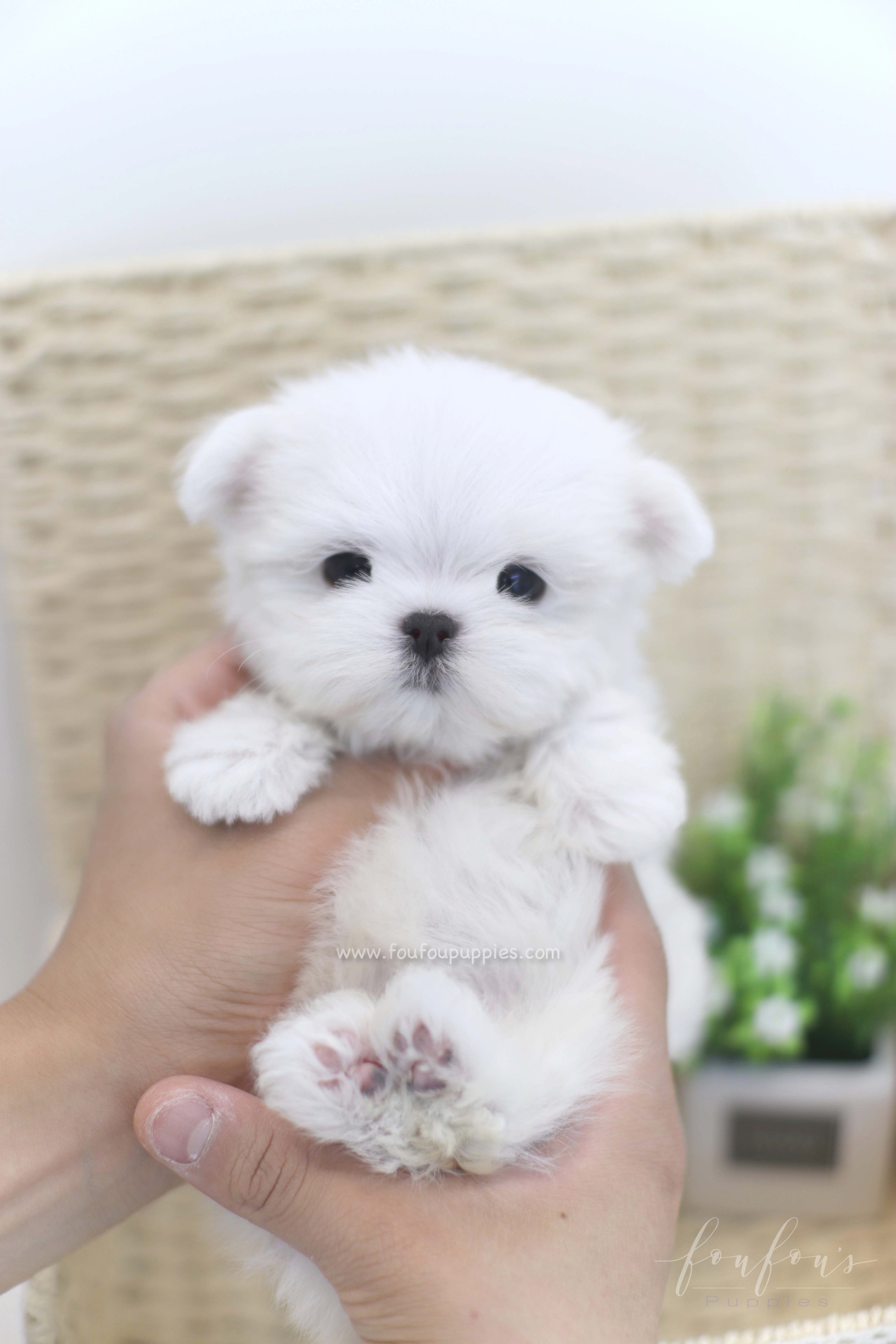 Willow - Maltese F.
