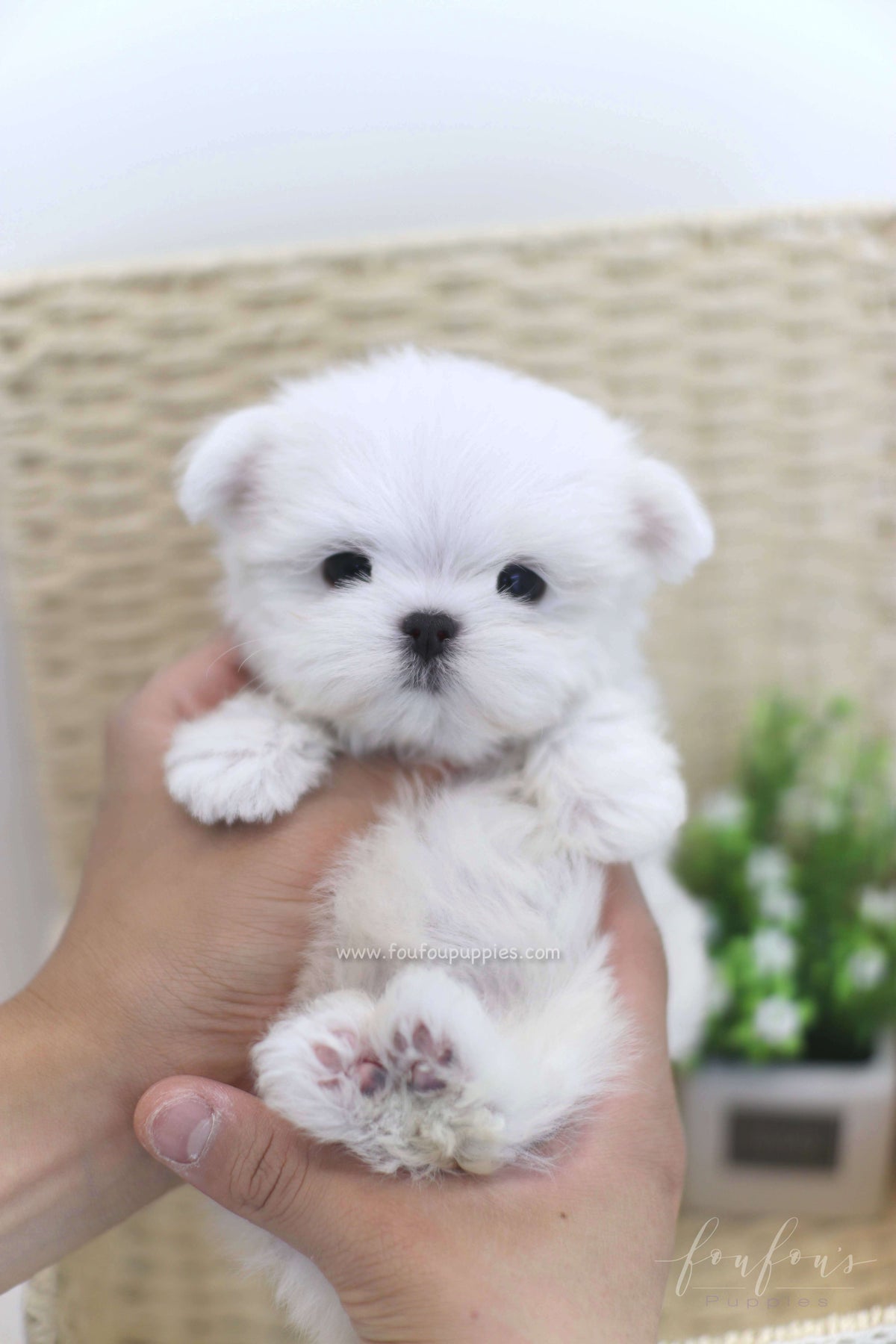 Willow - Maltese F.