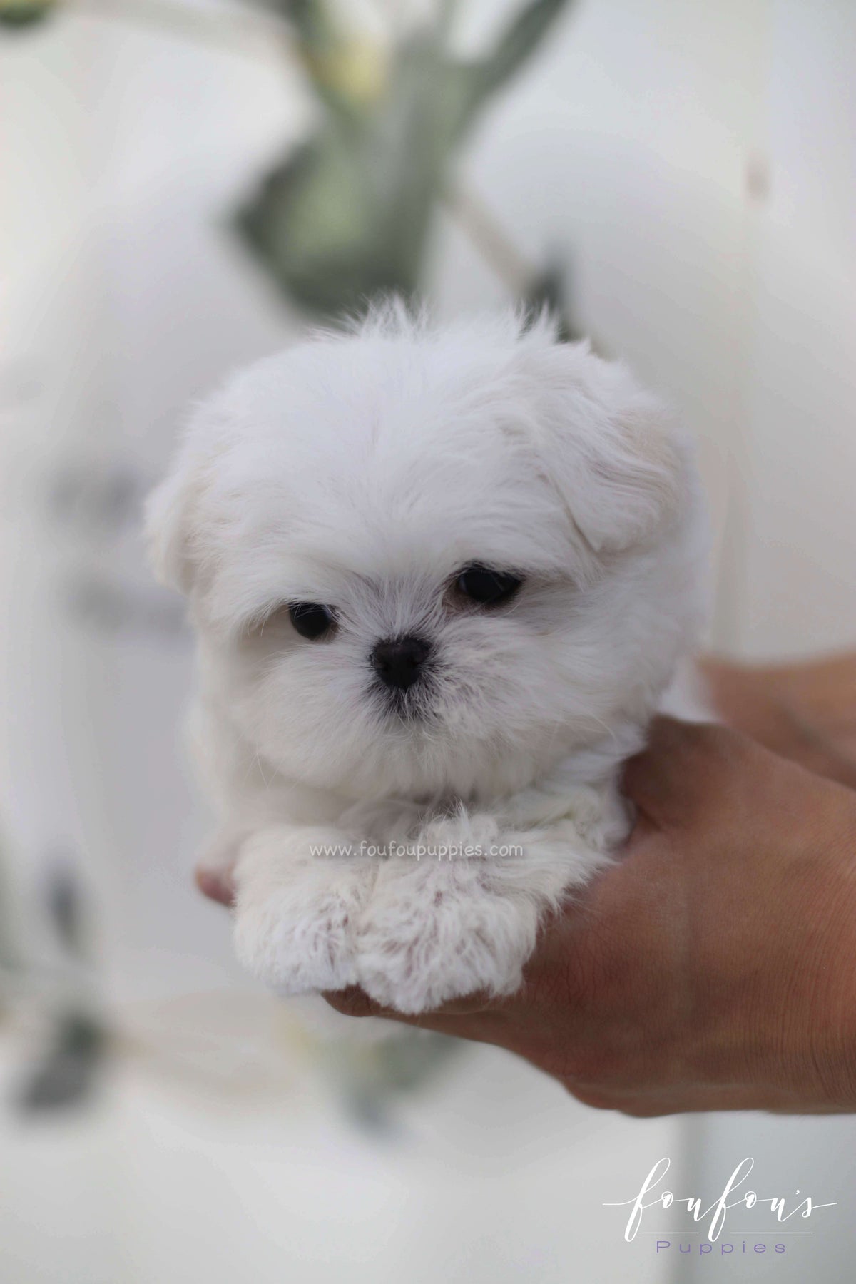 Henry - Maltese M.