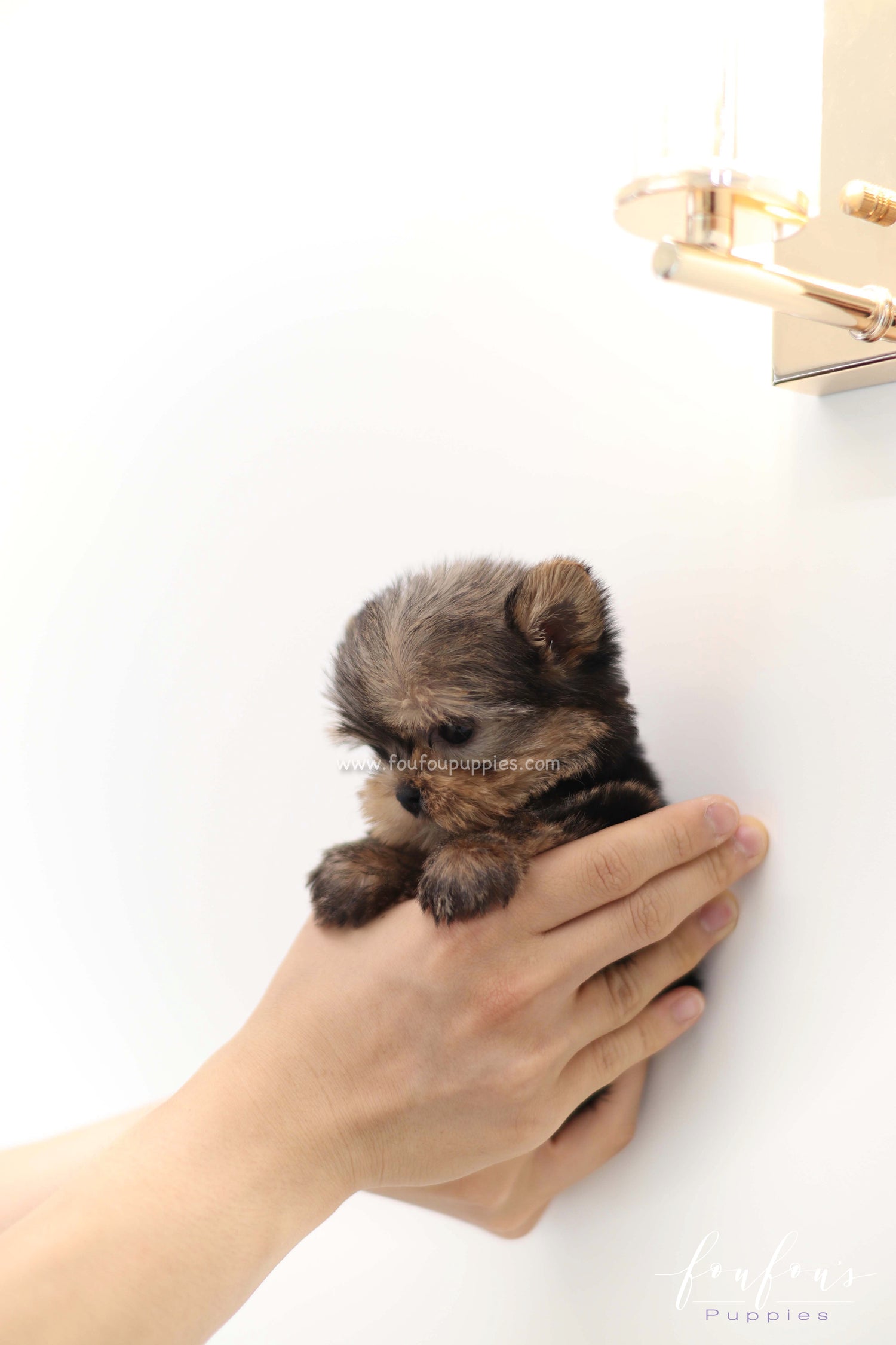 Fairy - Yorkshire Terrier F.