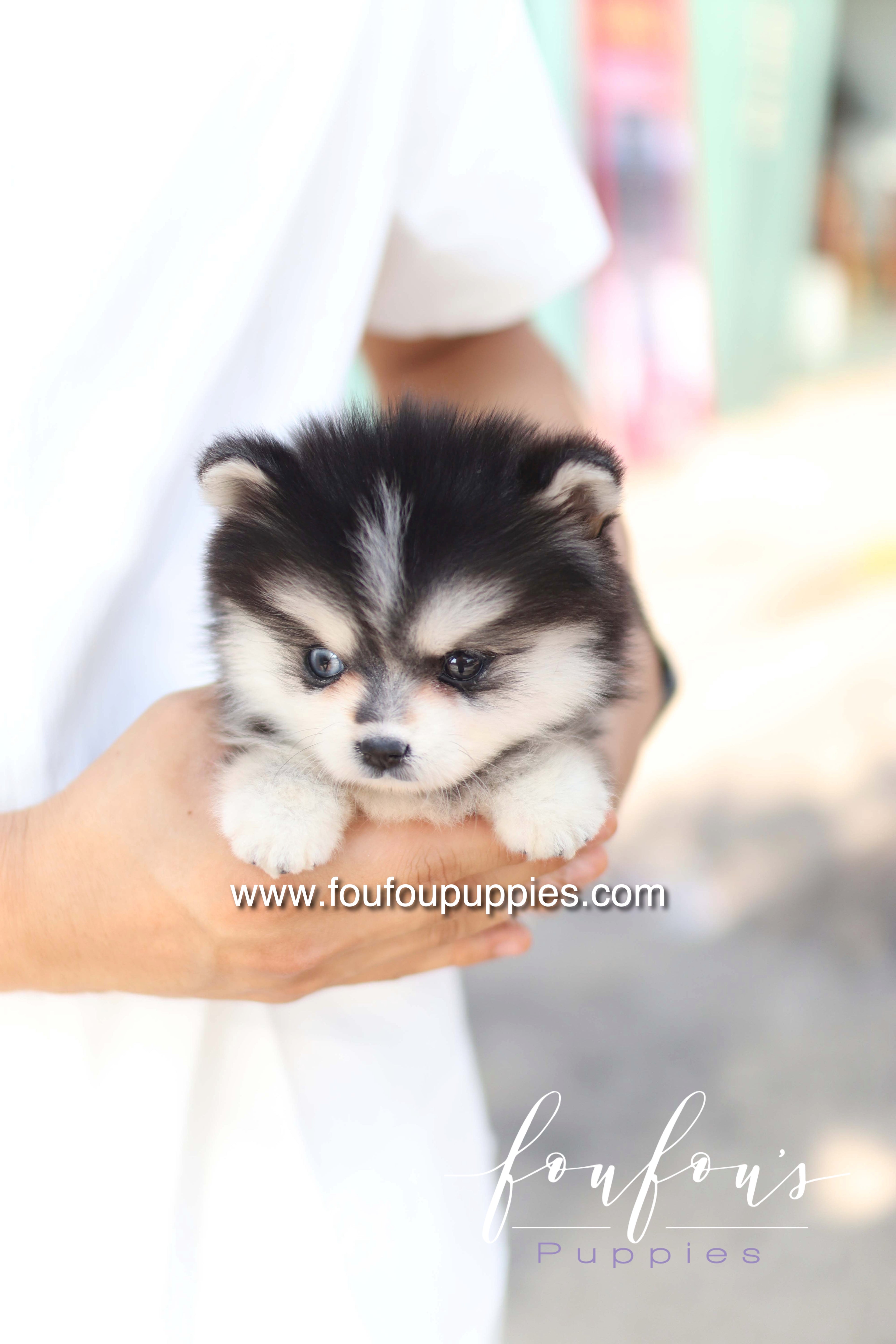 Moíshi - Pomsky M.