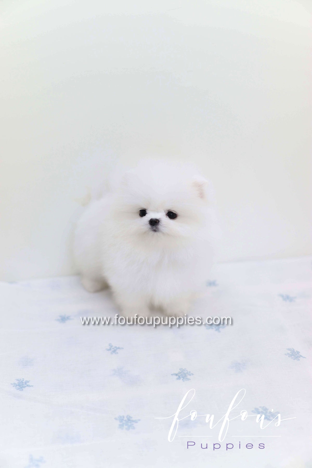 Boo - Pomeranian M.