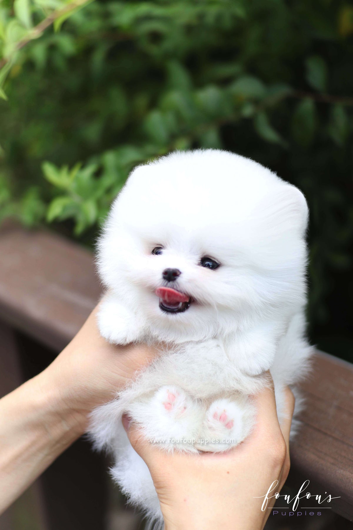 Nova - Pomeranian M.
