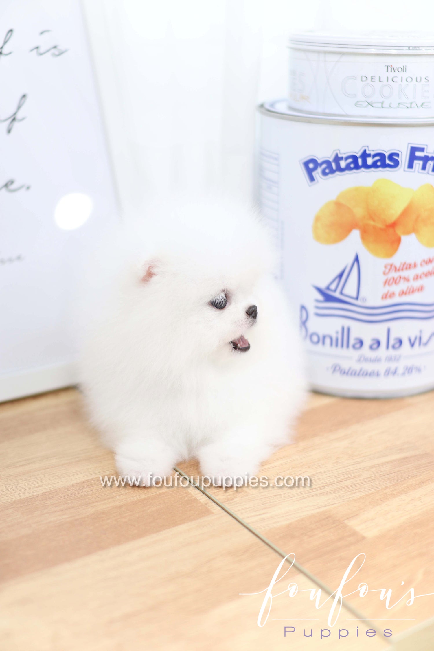 Dior - Pomeranian F.