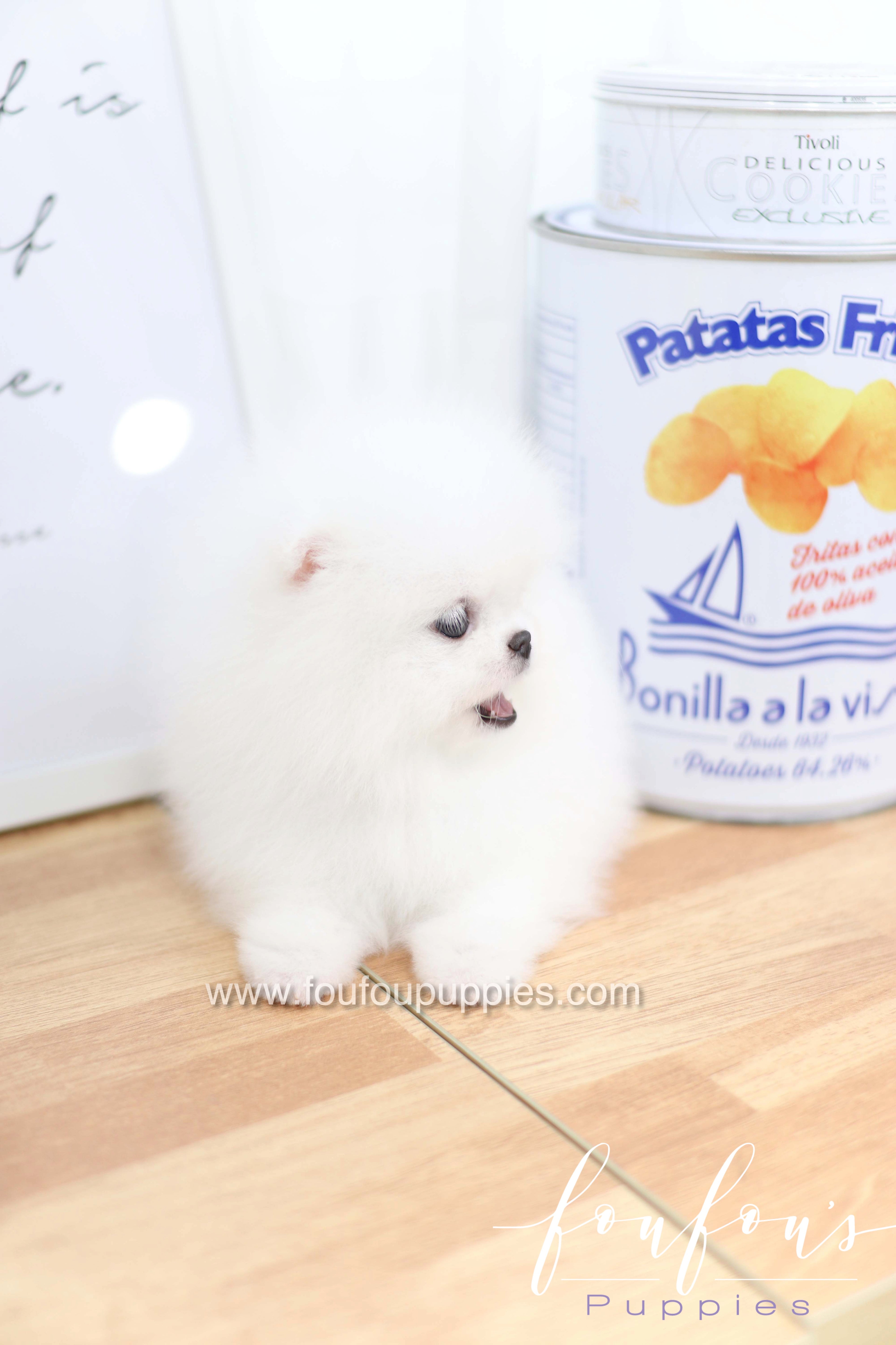 Dior - Pomeranian F.