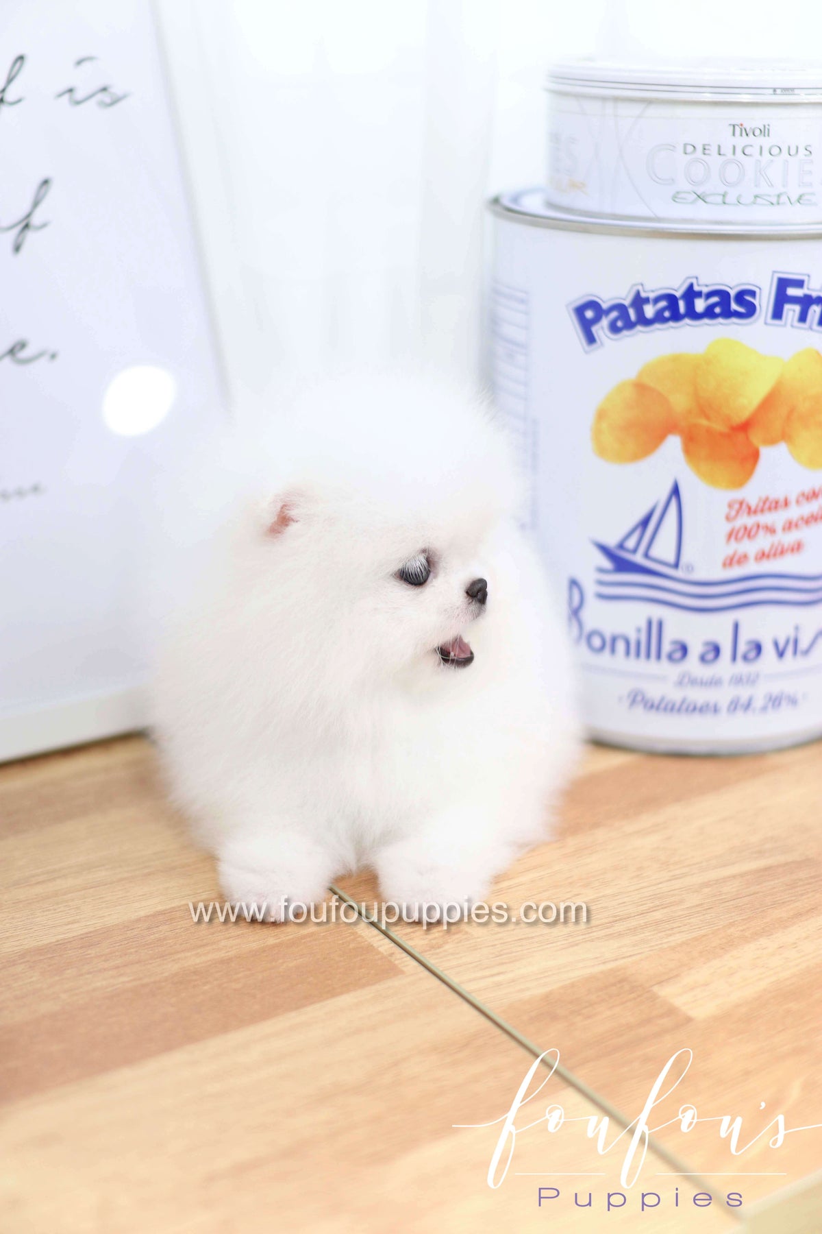Dior - Pomeranian F.