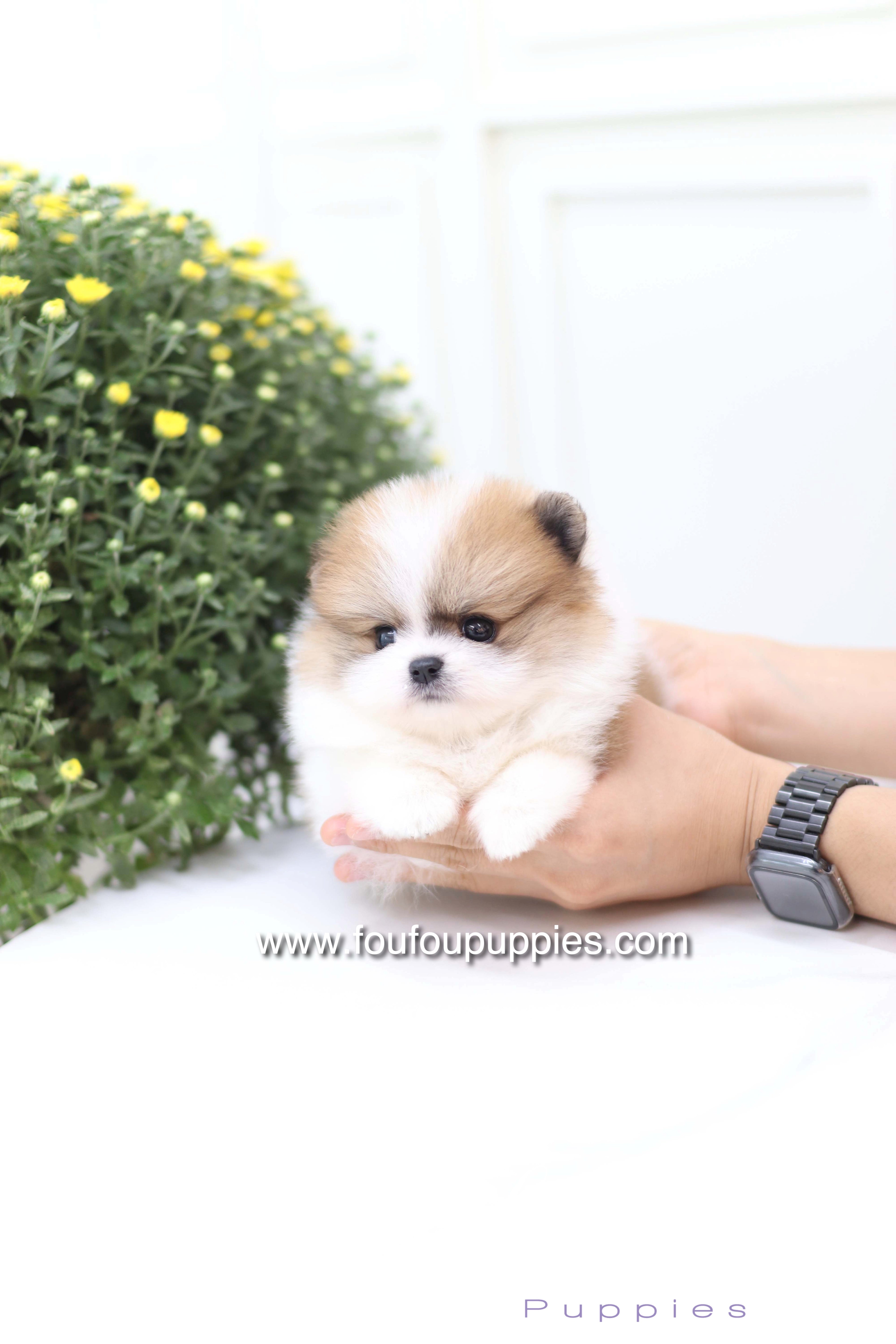 Mushy - Pomeranian M.