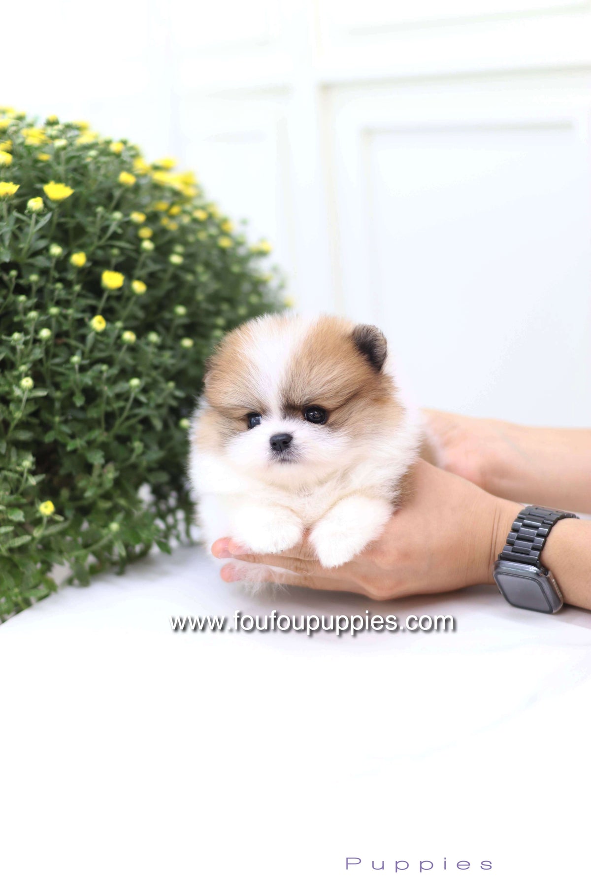 Mushy - Pomeranian M.