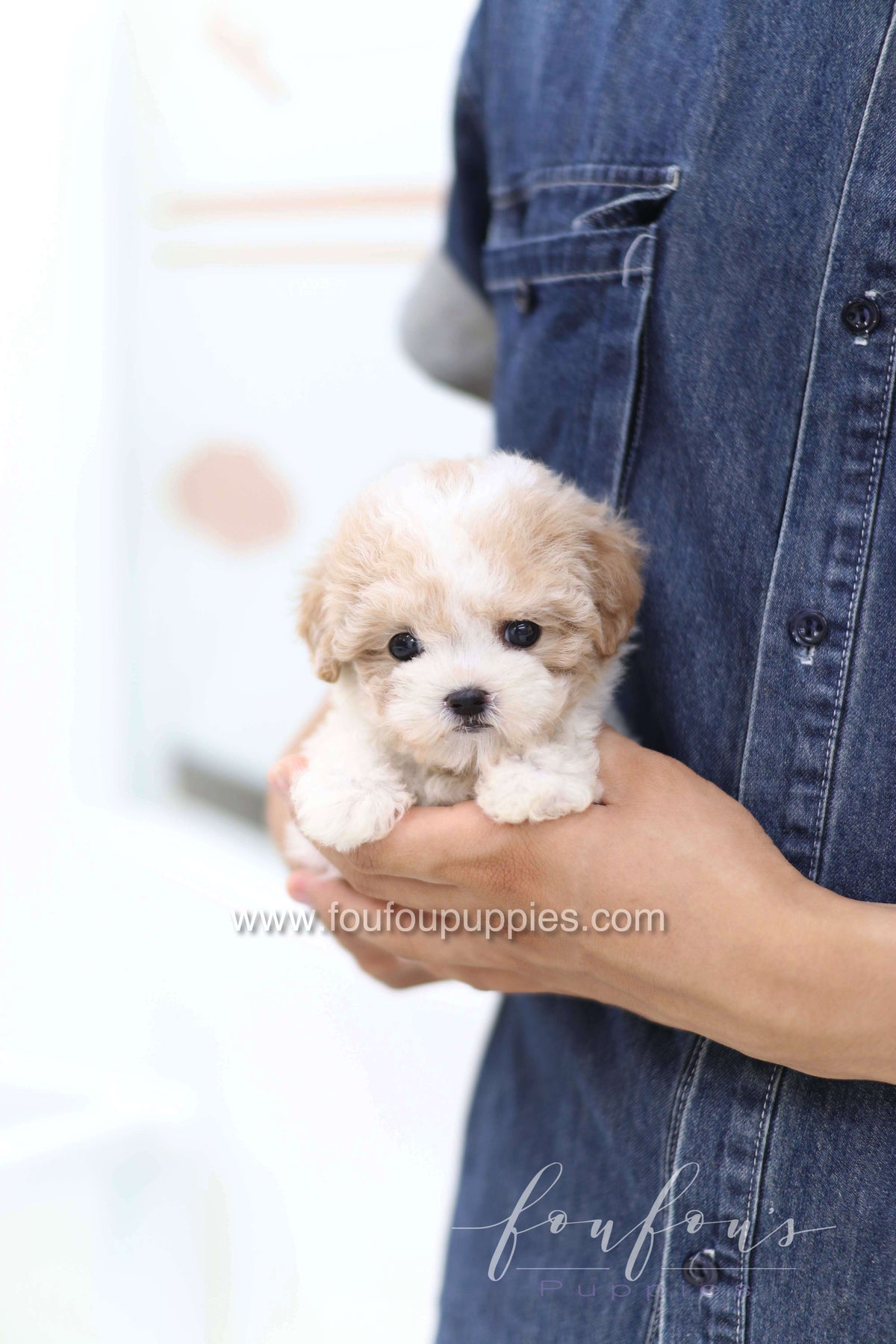 Mori - Poodle F.