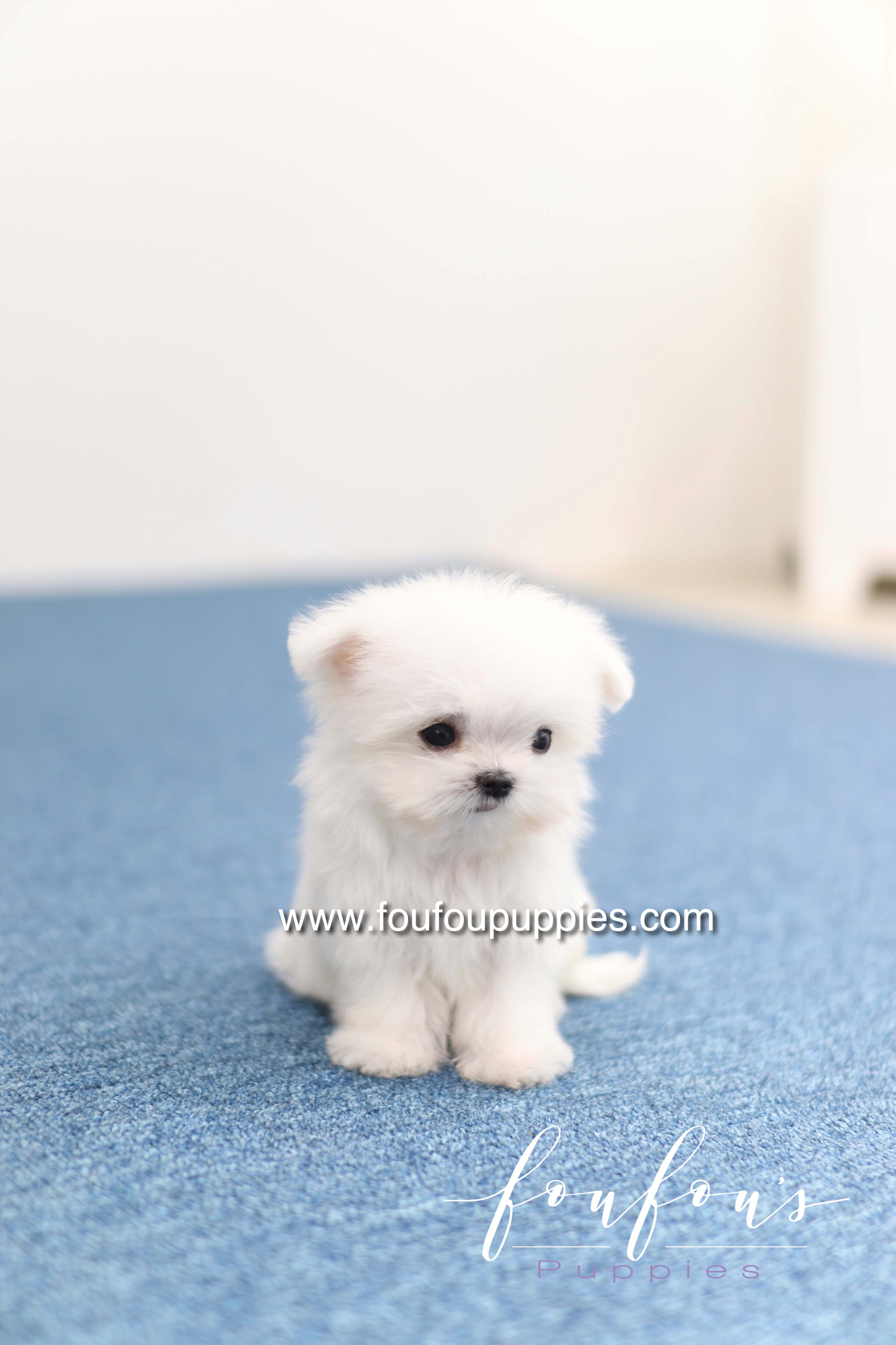Daisy - Maltese F. -