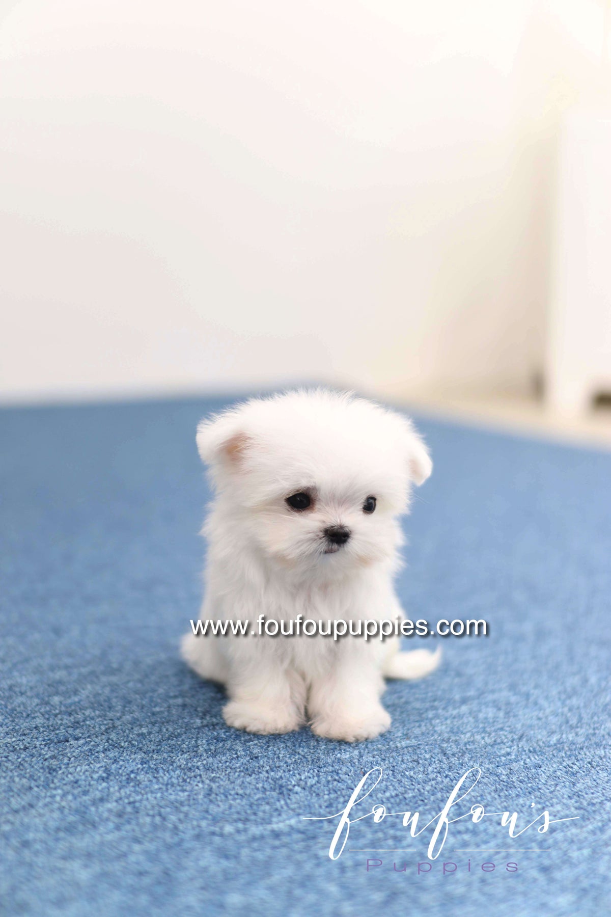 Daisy - Maltese F. -