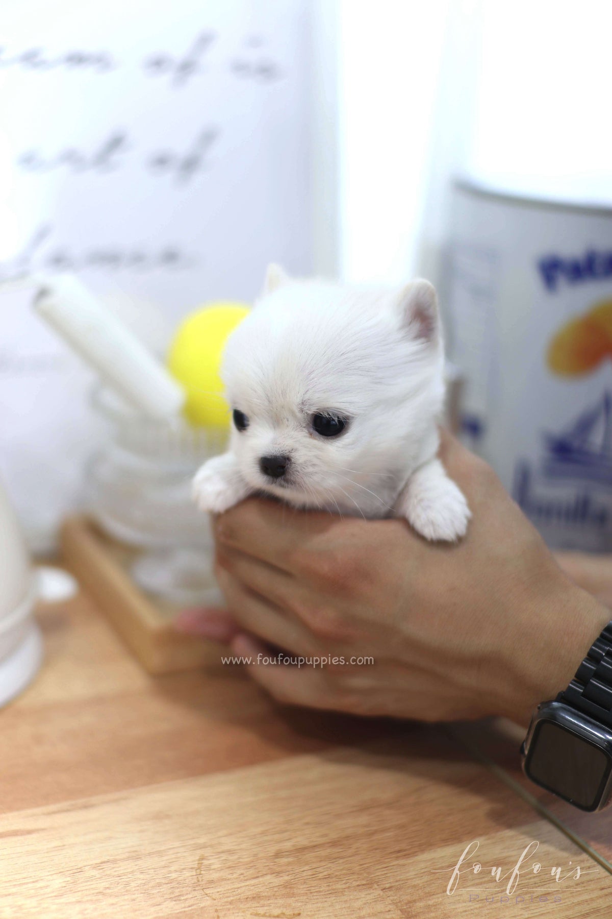 Milo - Chihuahua M.