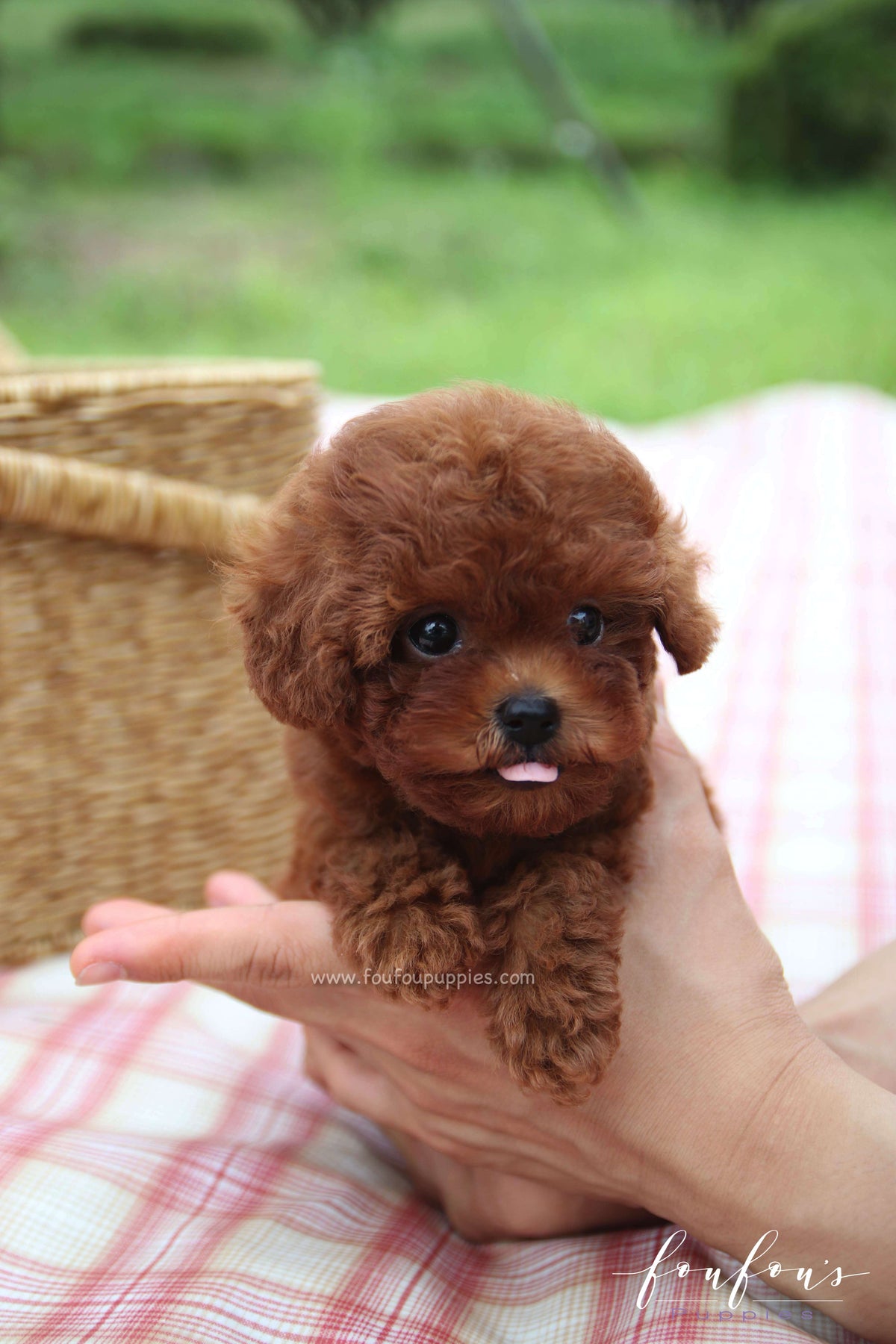 Kissme - Poodle F. -