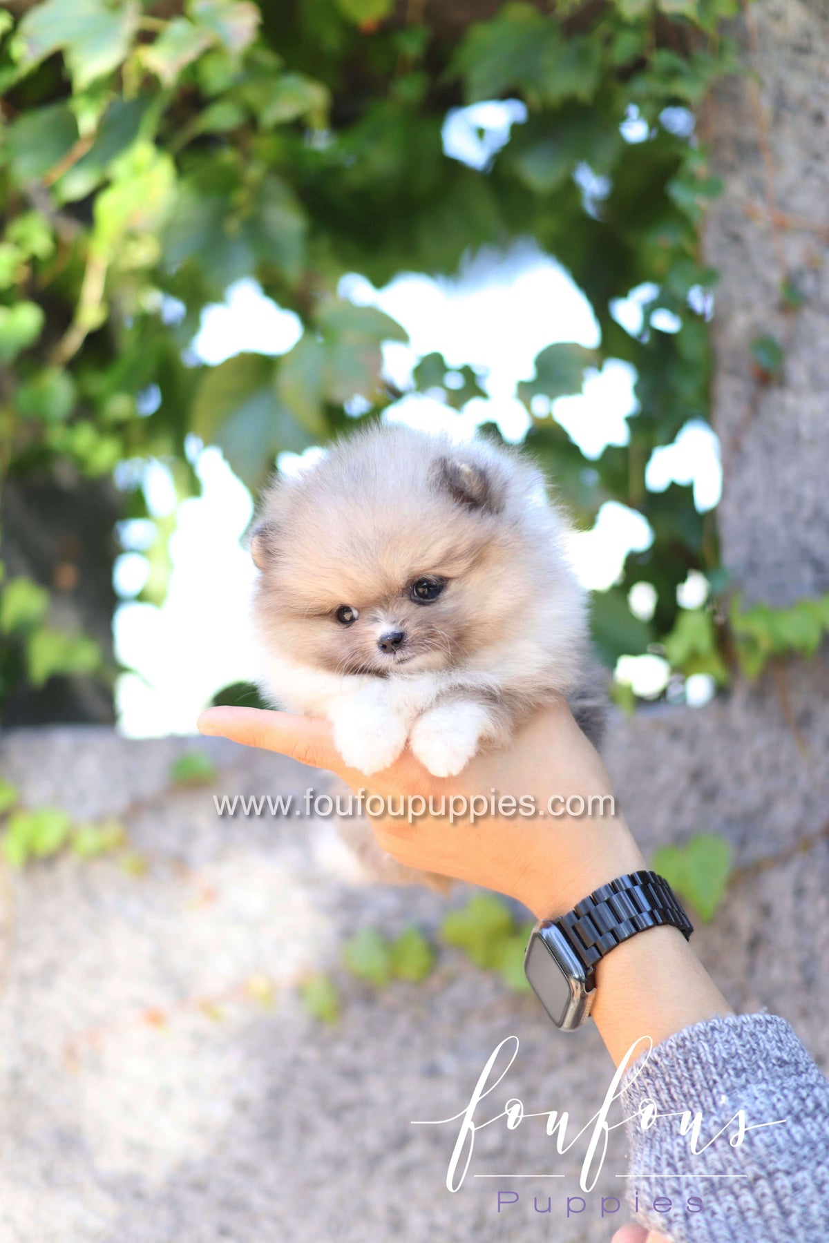 Zephyr - Pomeranian M.