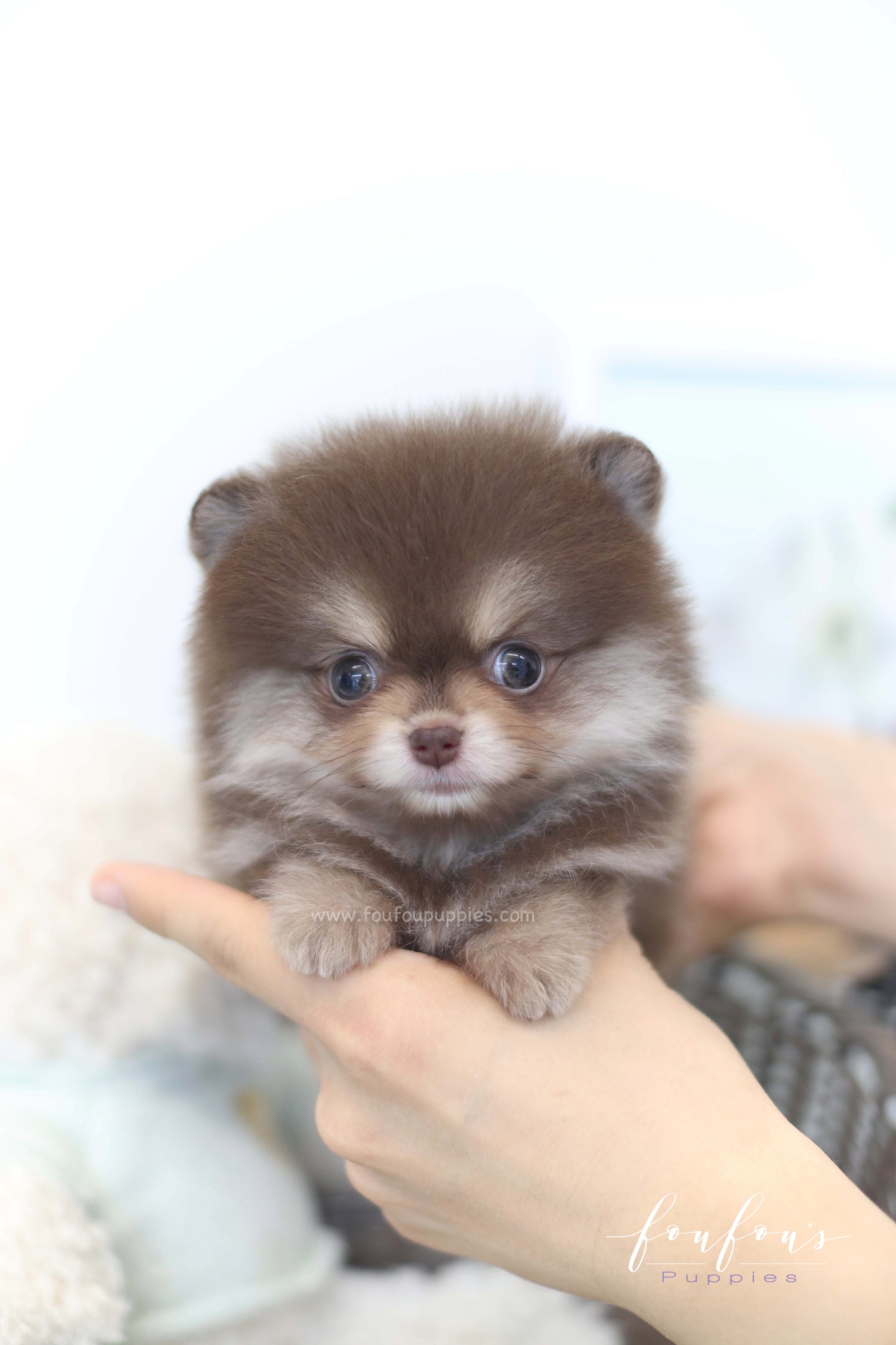 Twix - Pomeranian F.