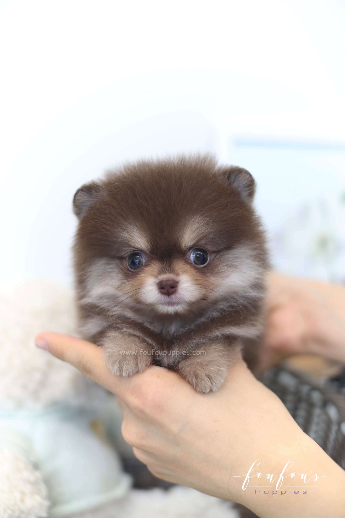 Twix - Pomeranian F.
