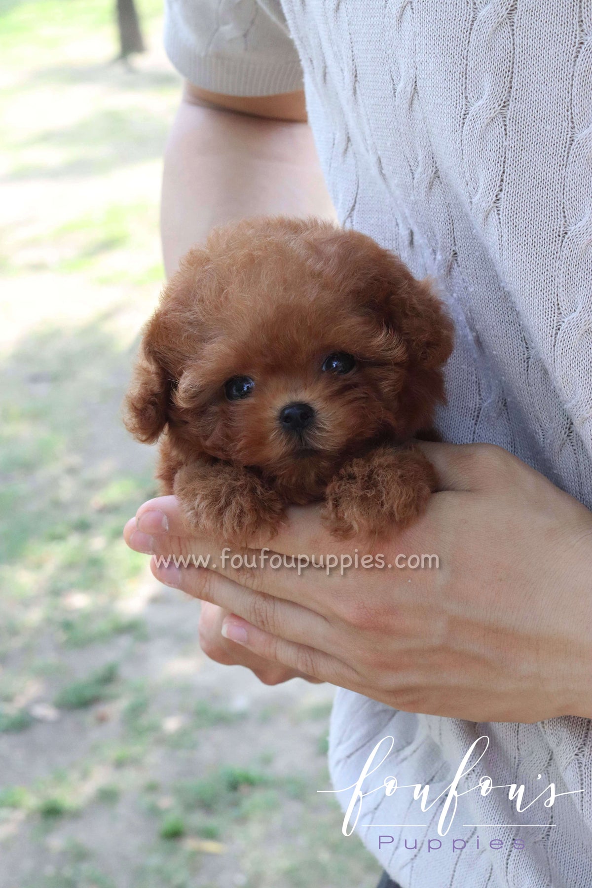 Rosie - Poodle F.