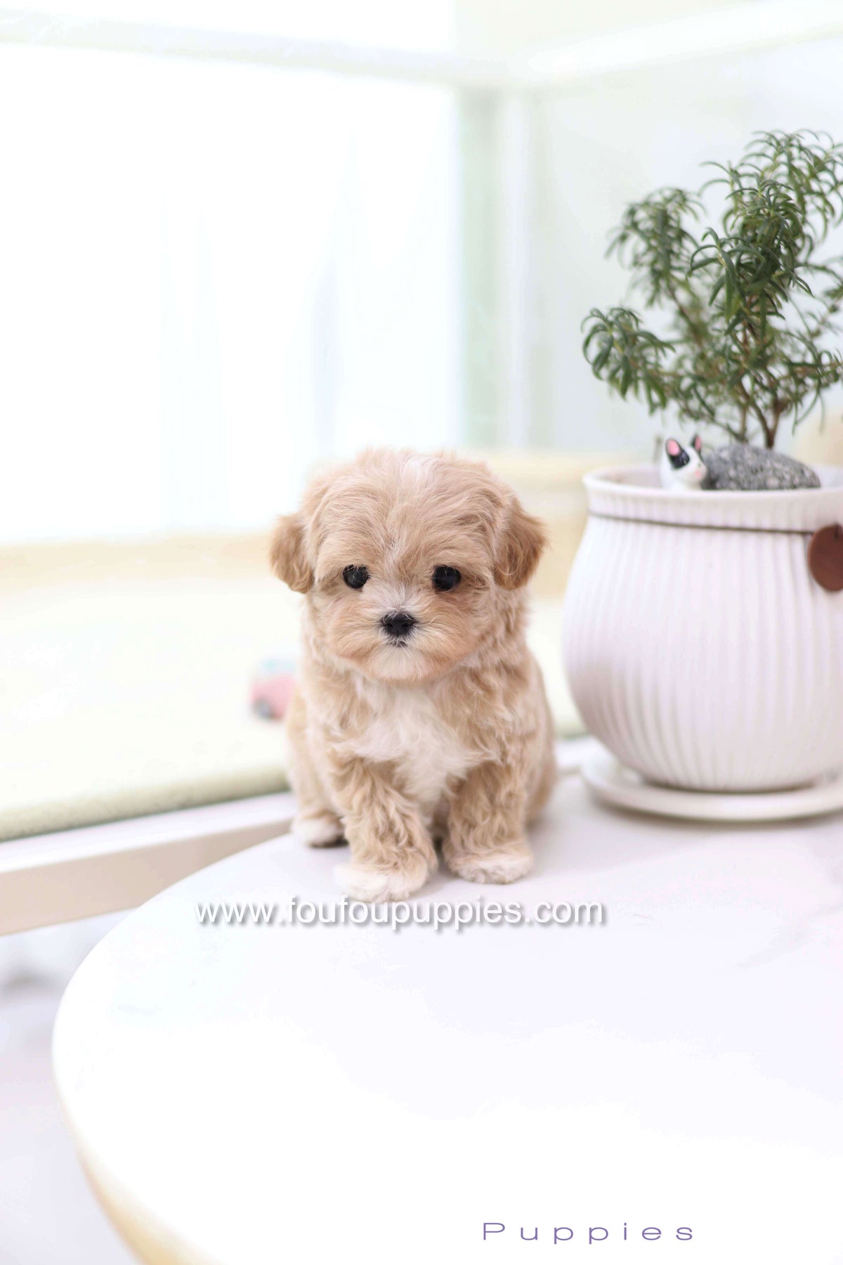 Milena - Maltipoo F.