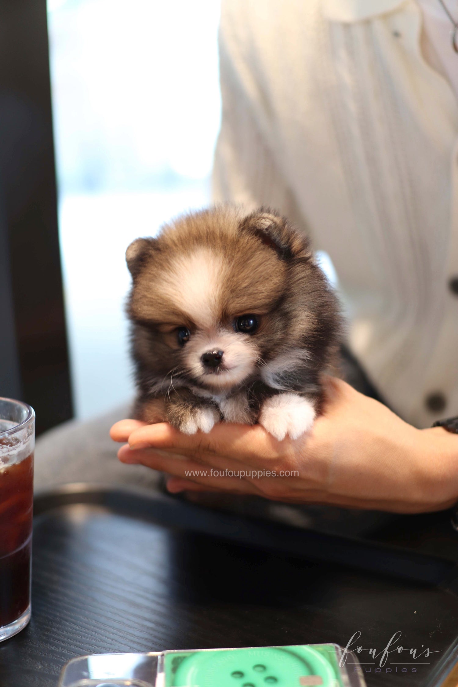 Kelly - Pomeranian F.