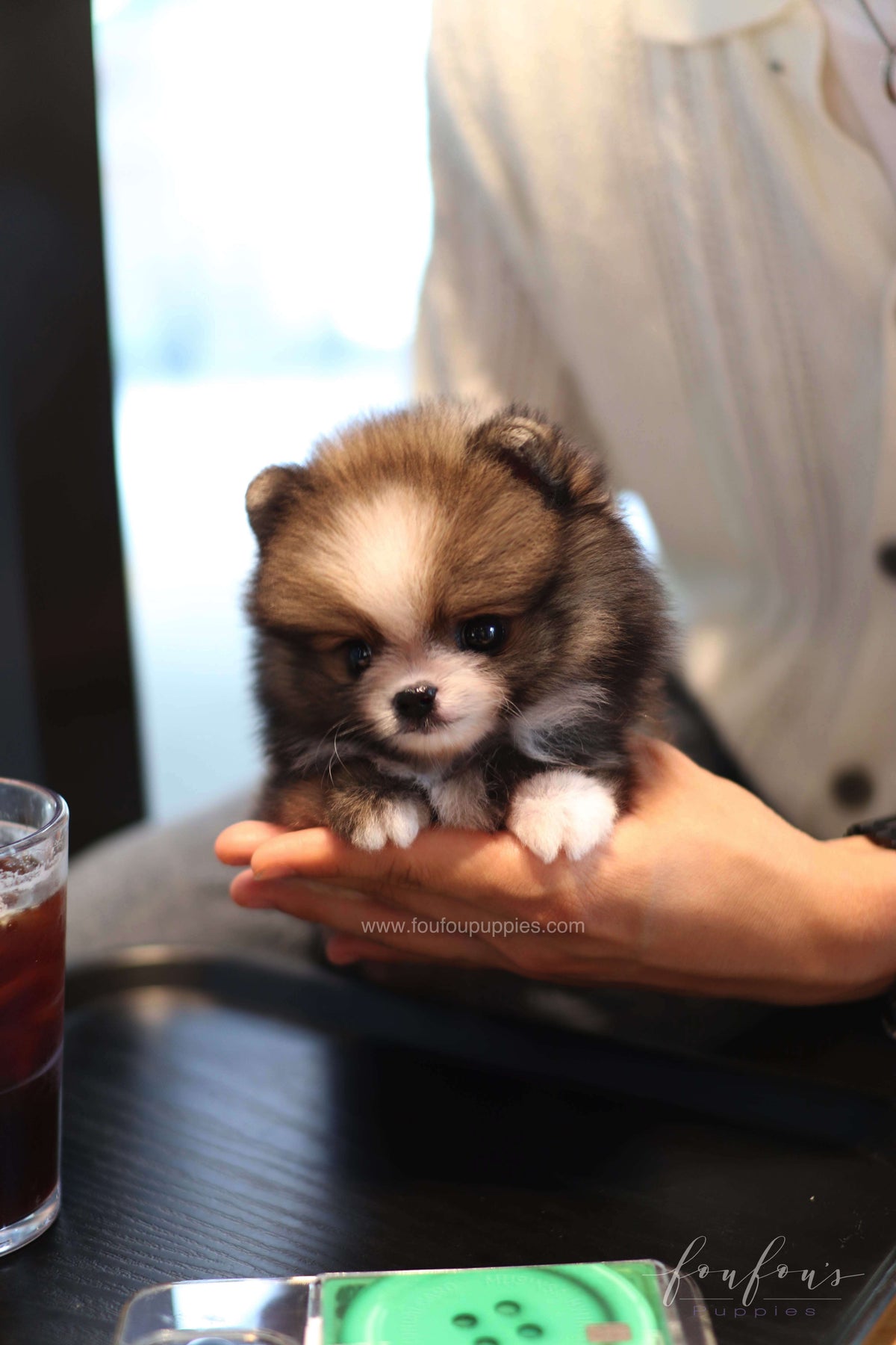 Kelly - Pomeranian F.