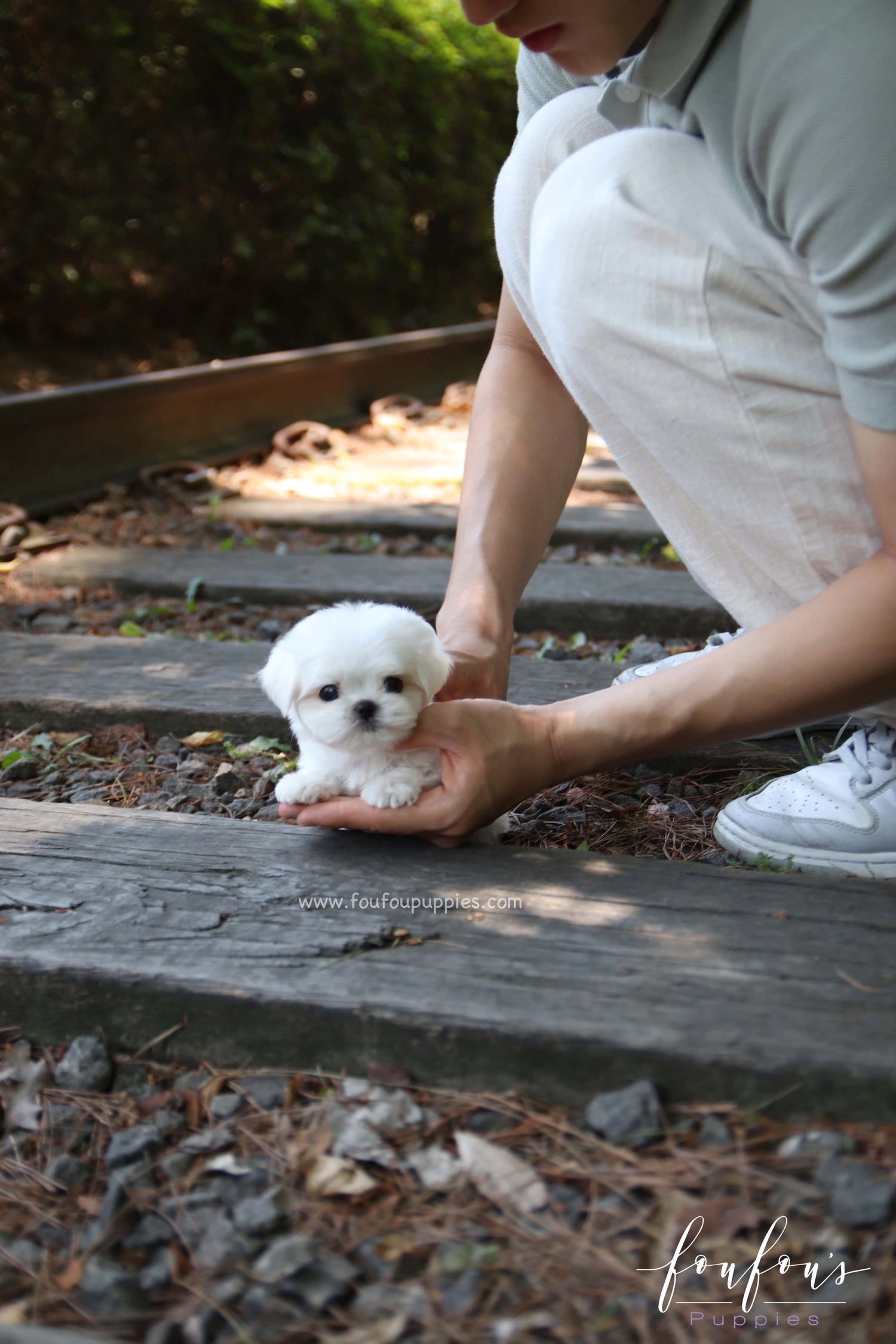 BonBon - Maltese M.