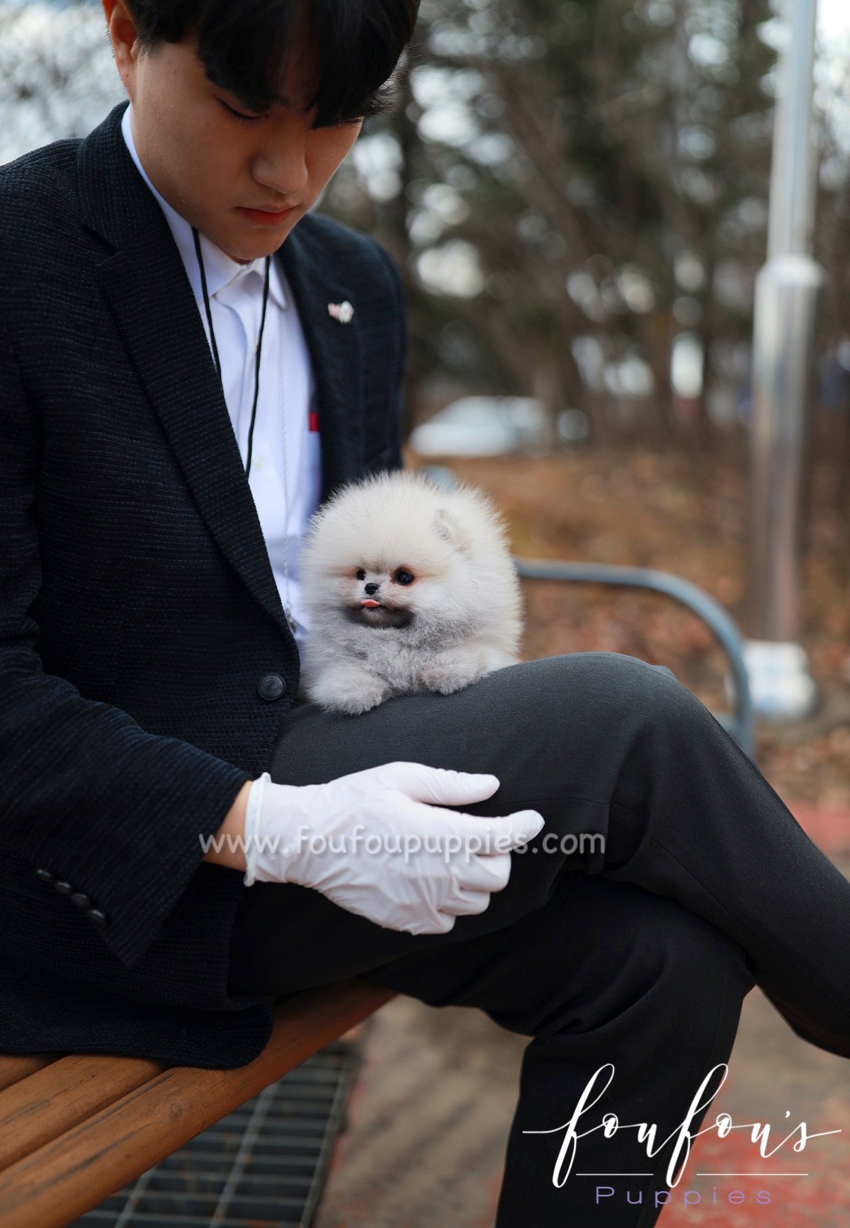 Celestia - Pomeranian F.