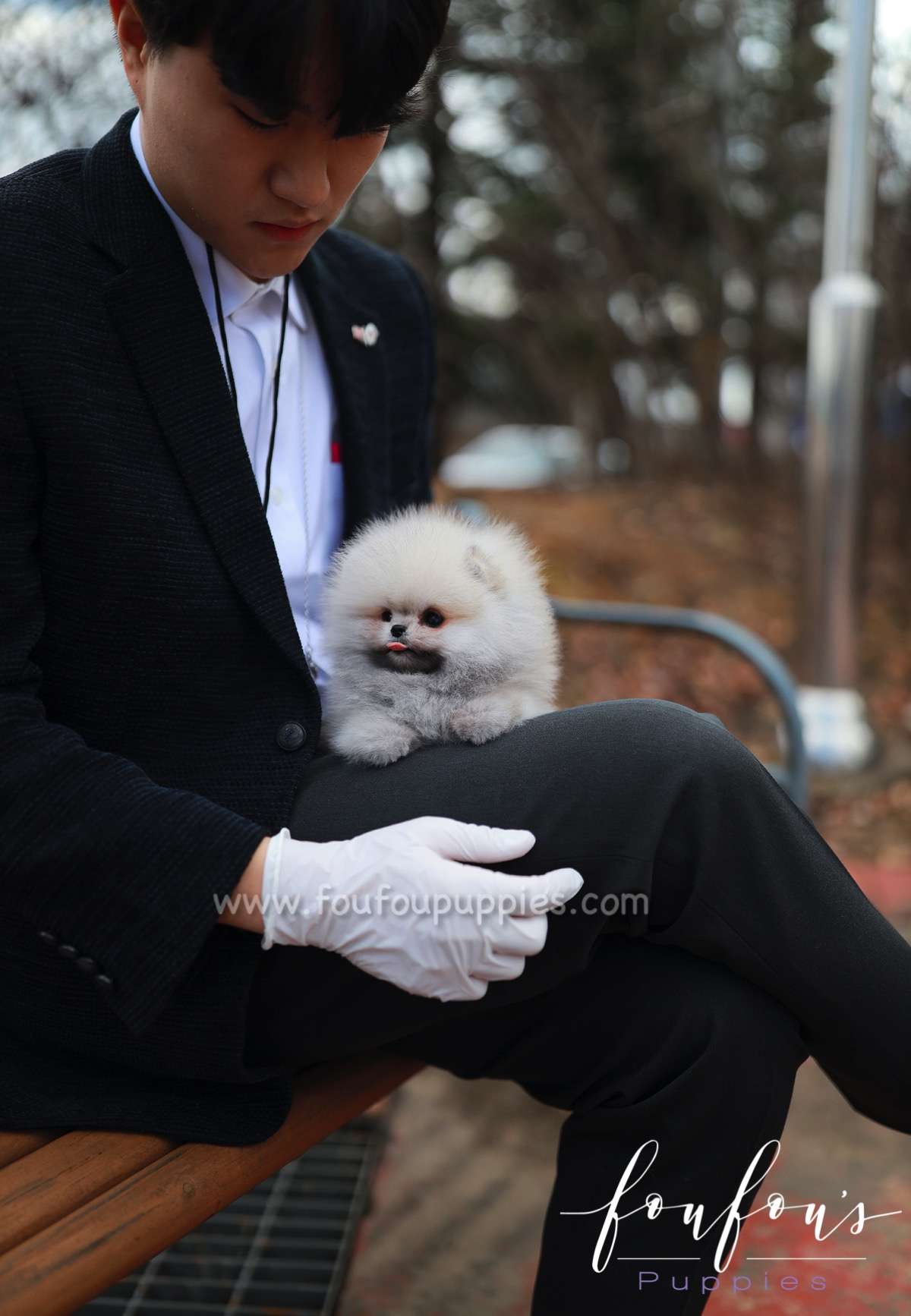 Celestia - Pomeranian F.