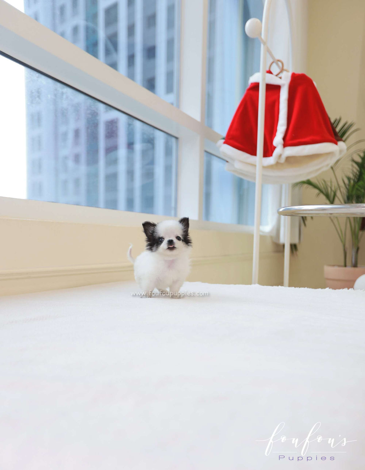 Minnie - Chihuahua F.