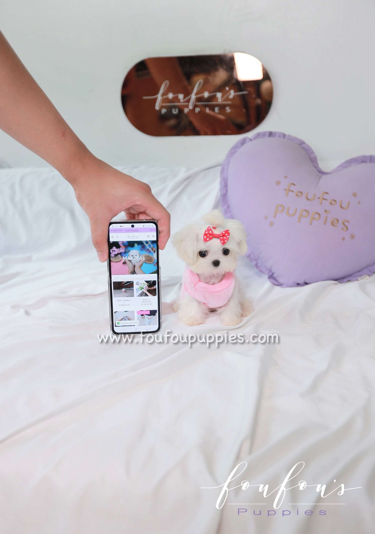 Joy - Maltese F.