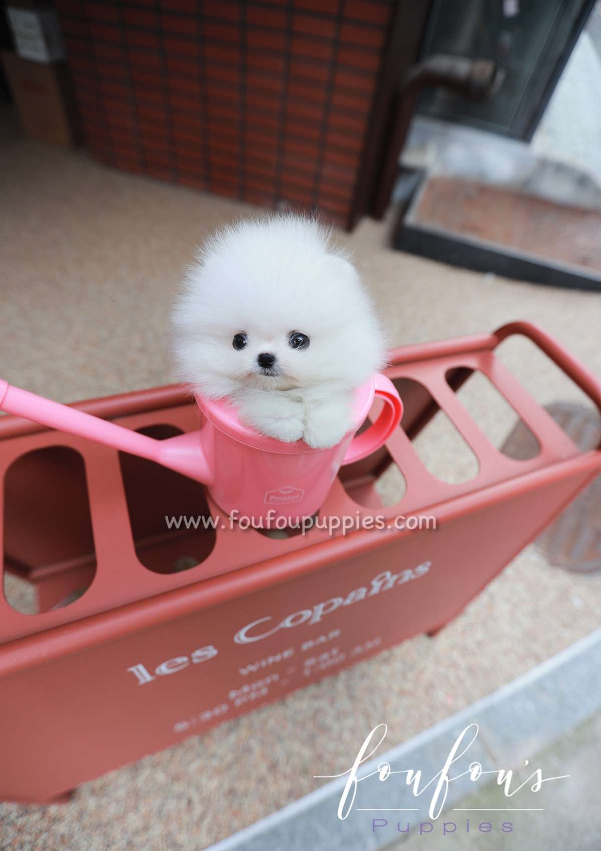 Santorini - Pomeranian M.