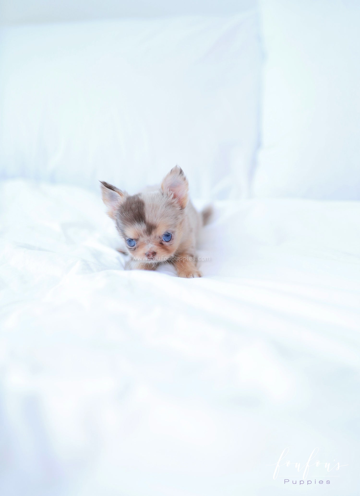 Marbella - Chihuahua F.