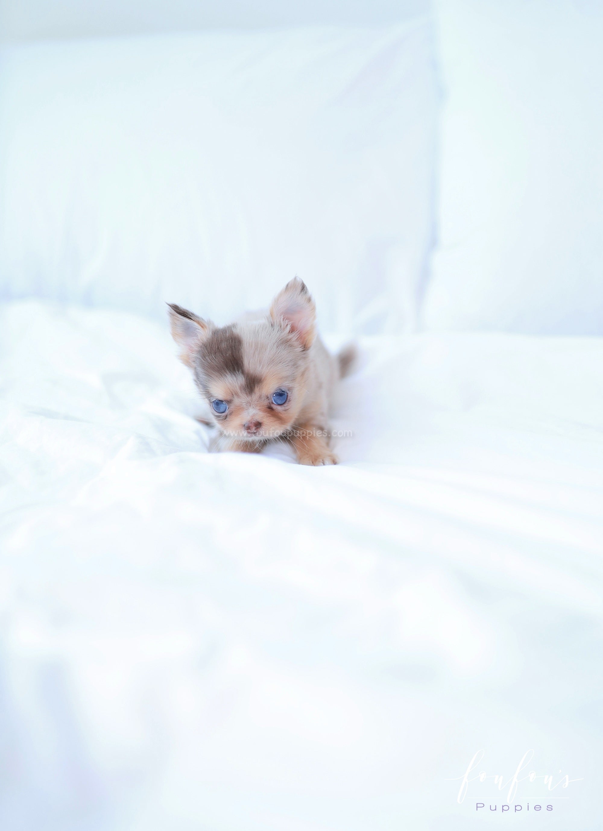 Marbella - Chihuahua F.