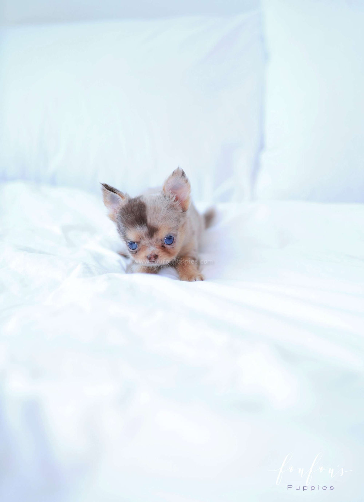 Marbella - Chihuahua F.