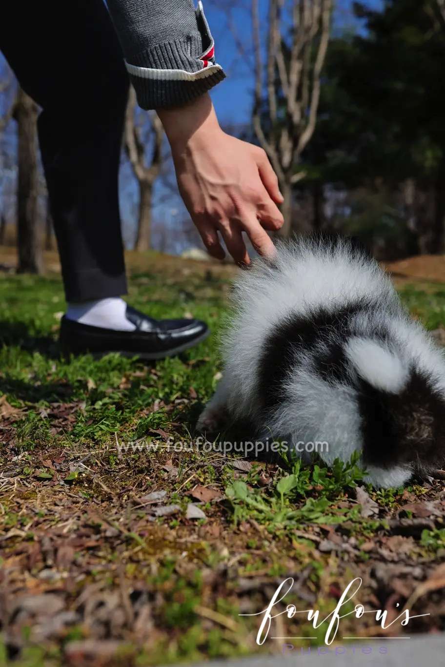 Tika - Pomeranian F.