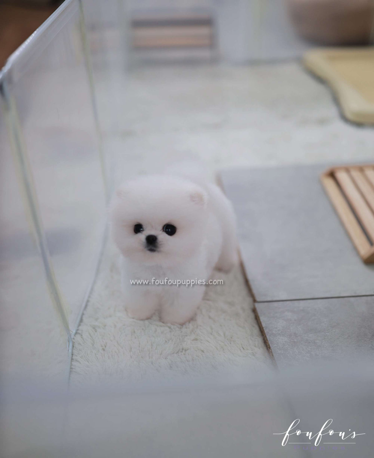 BooBear - Pomeranian M.