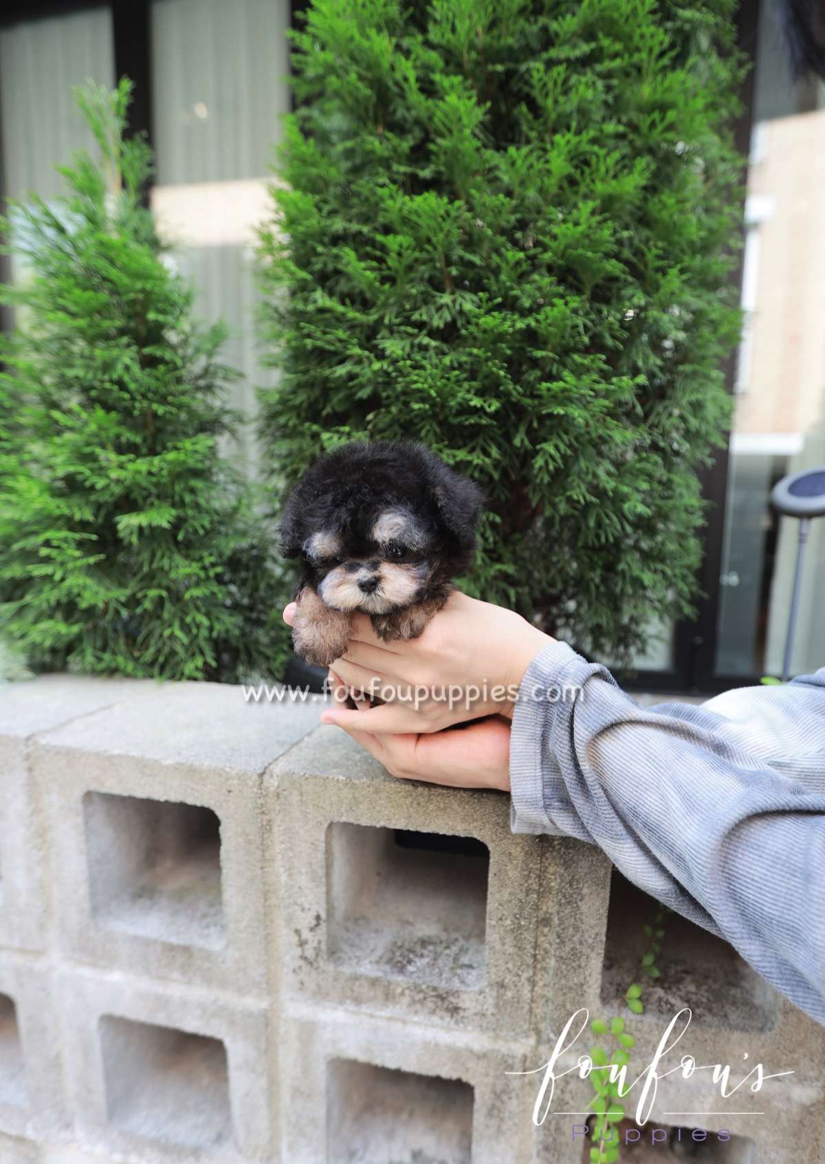Henri - Poodle M.